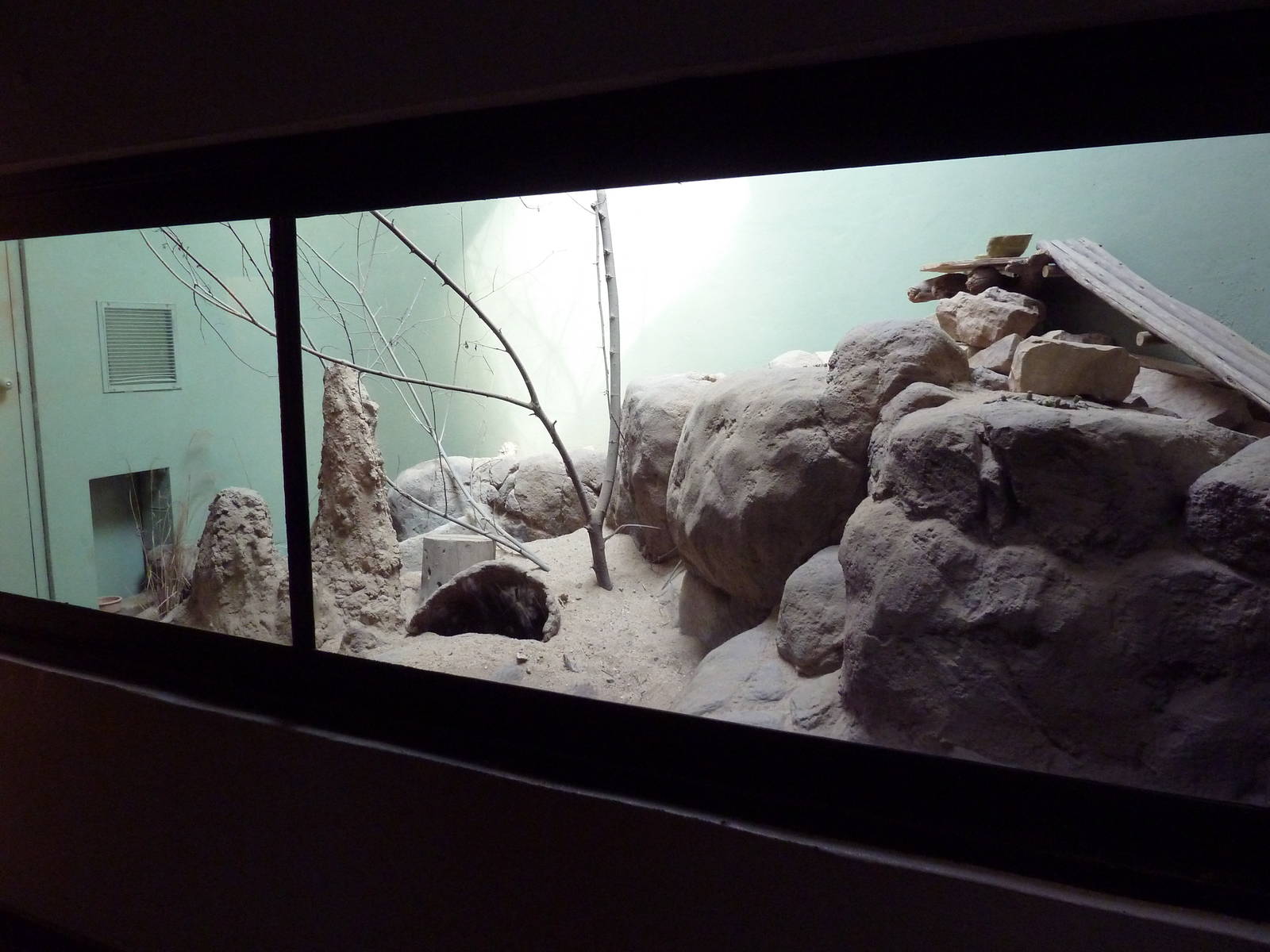 Predators Building - Meerkat Exhibit