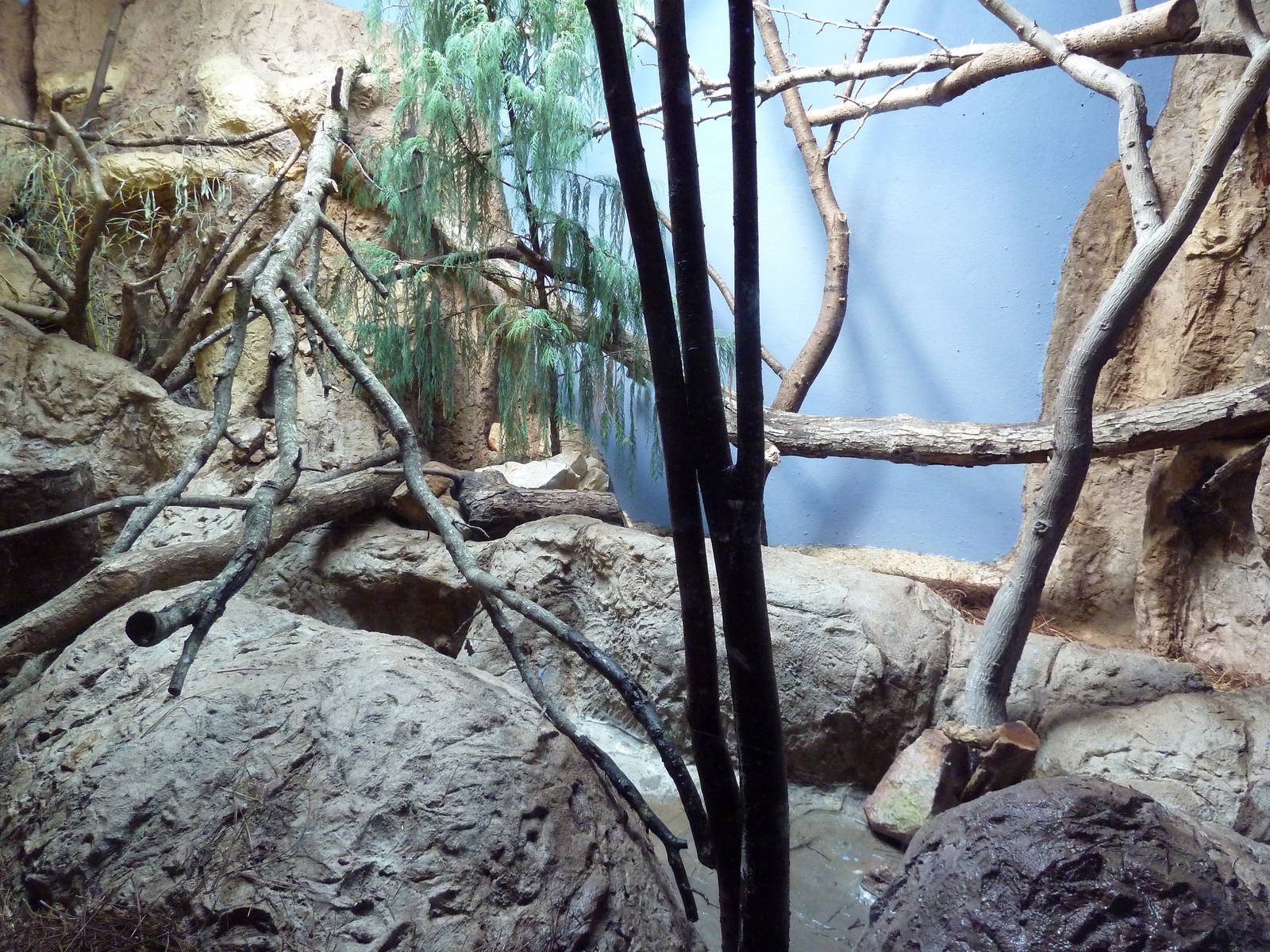 Predators Building - Pallas' Cat Exhibit