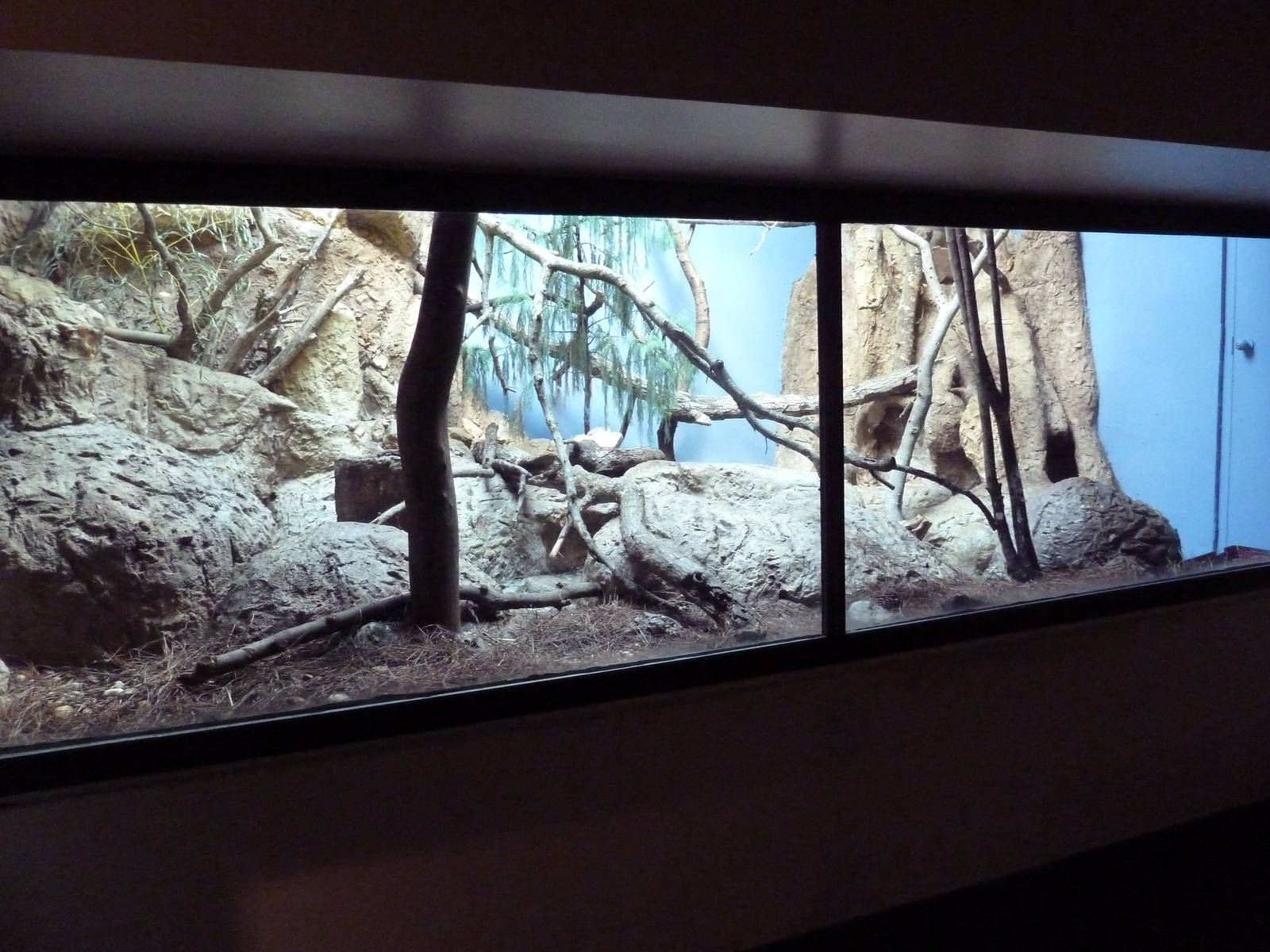 Predators Building - Pallas' Cat Exhibit