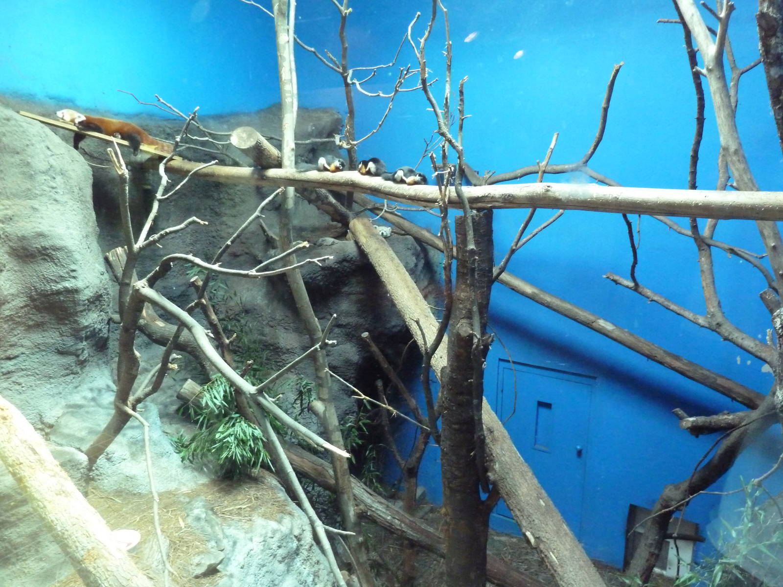 Predators Building - Red Panda/Prevost's Squirrel Exhibit
