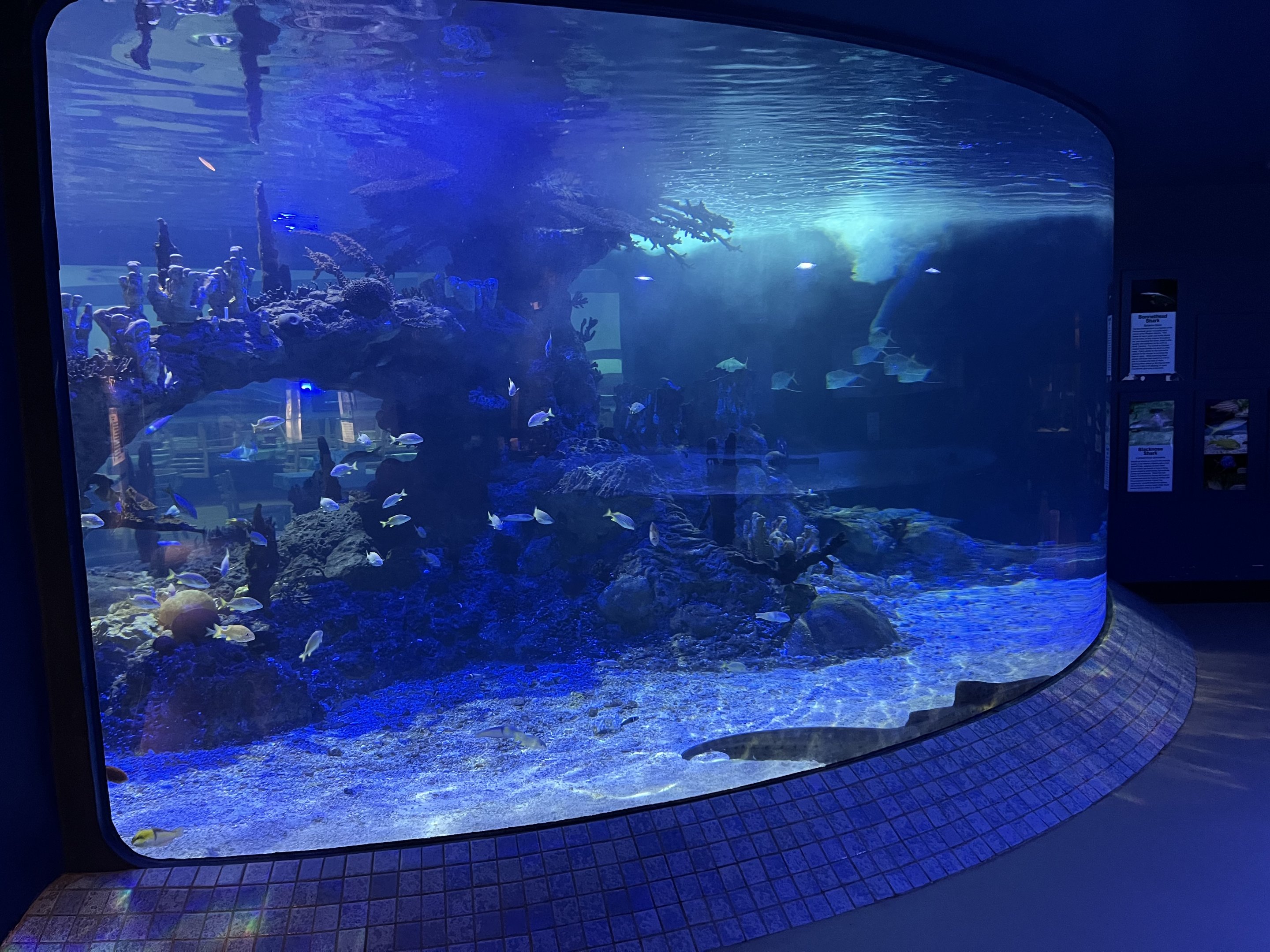 Predators Building - Shark Tank