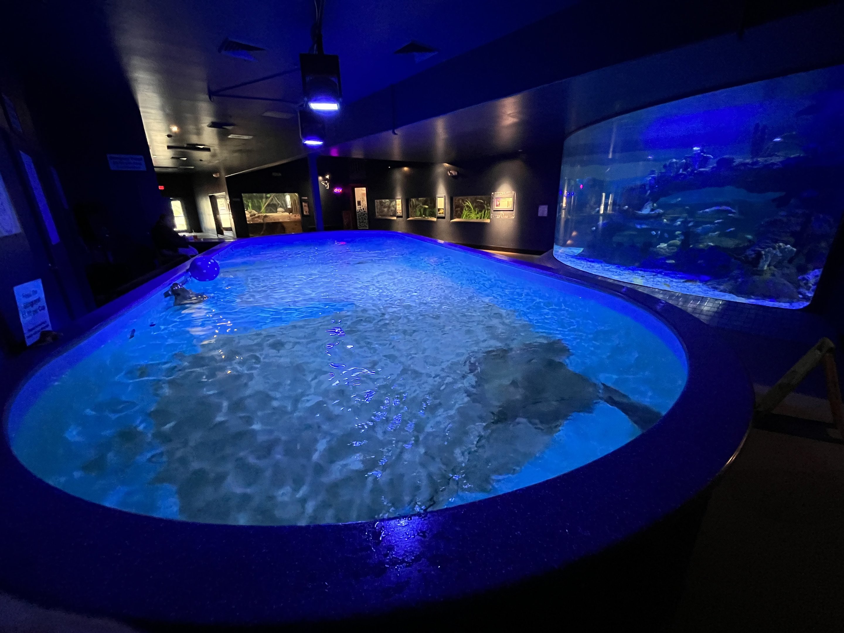 Predators Building - Stingray Touch Tank