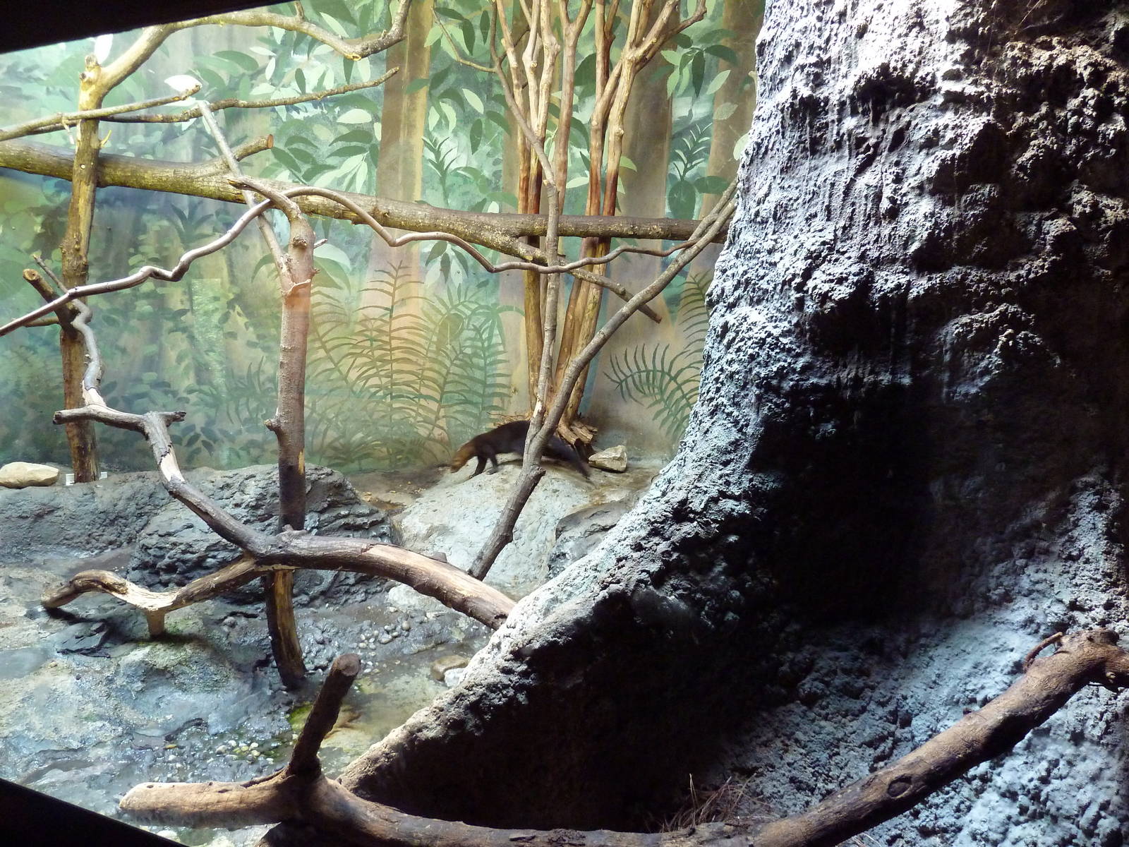 Predators Building - Tayra Exhibit