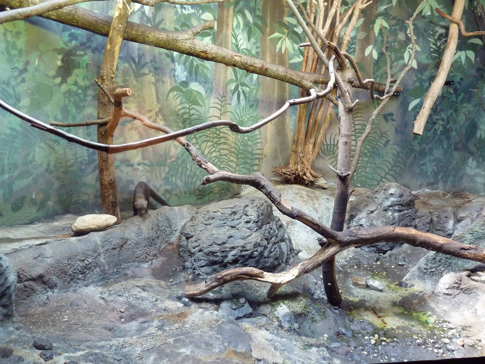 Predators Building - Tayra Exhibit