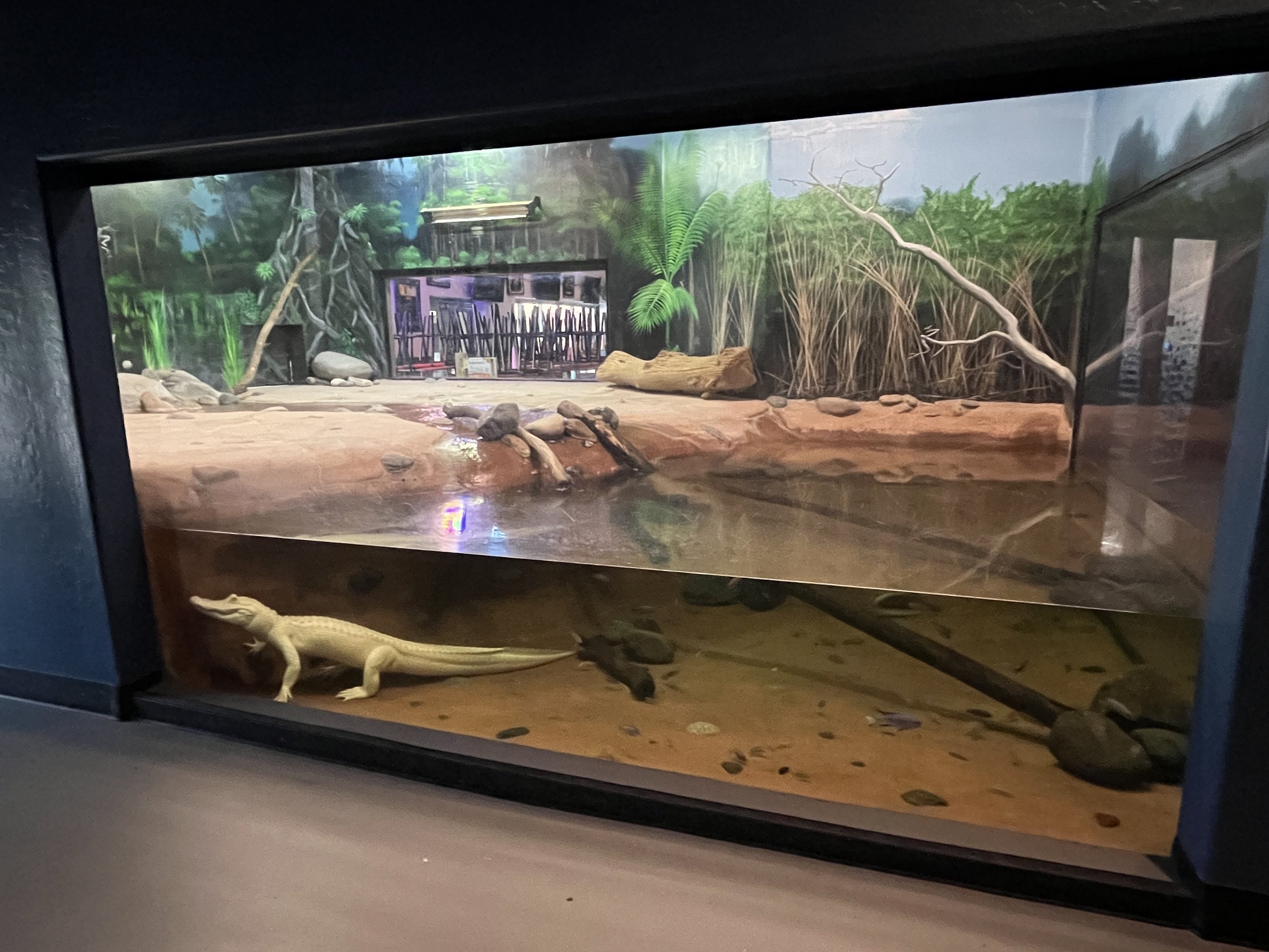 Predators Building - White Alligator Exhibit
