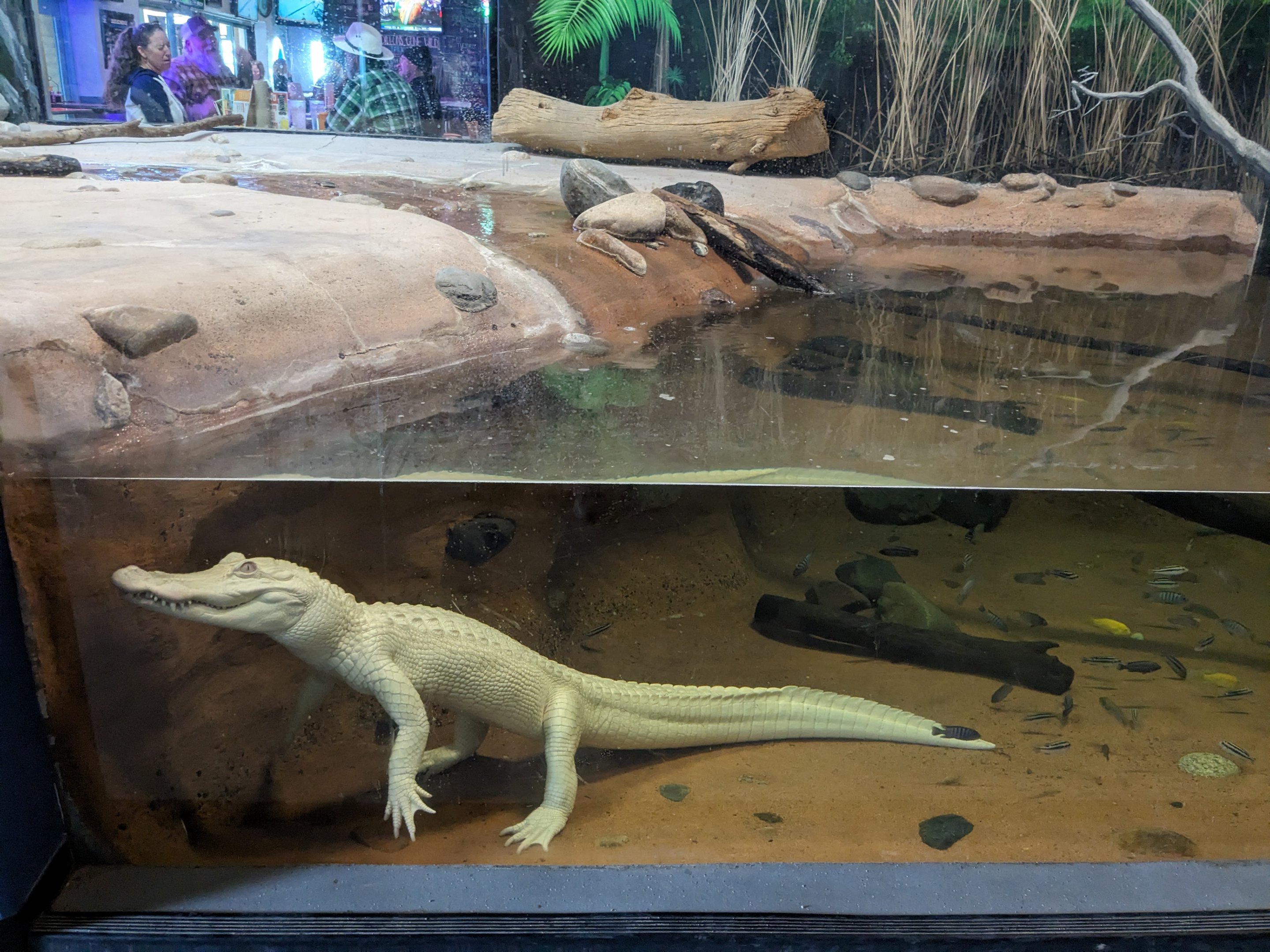 Predators Building - white American alligator