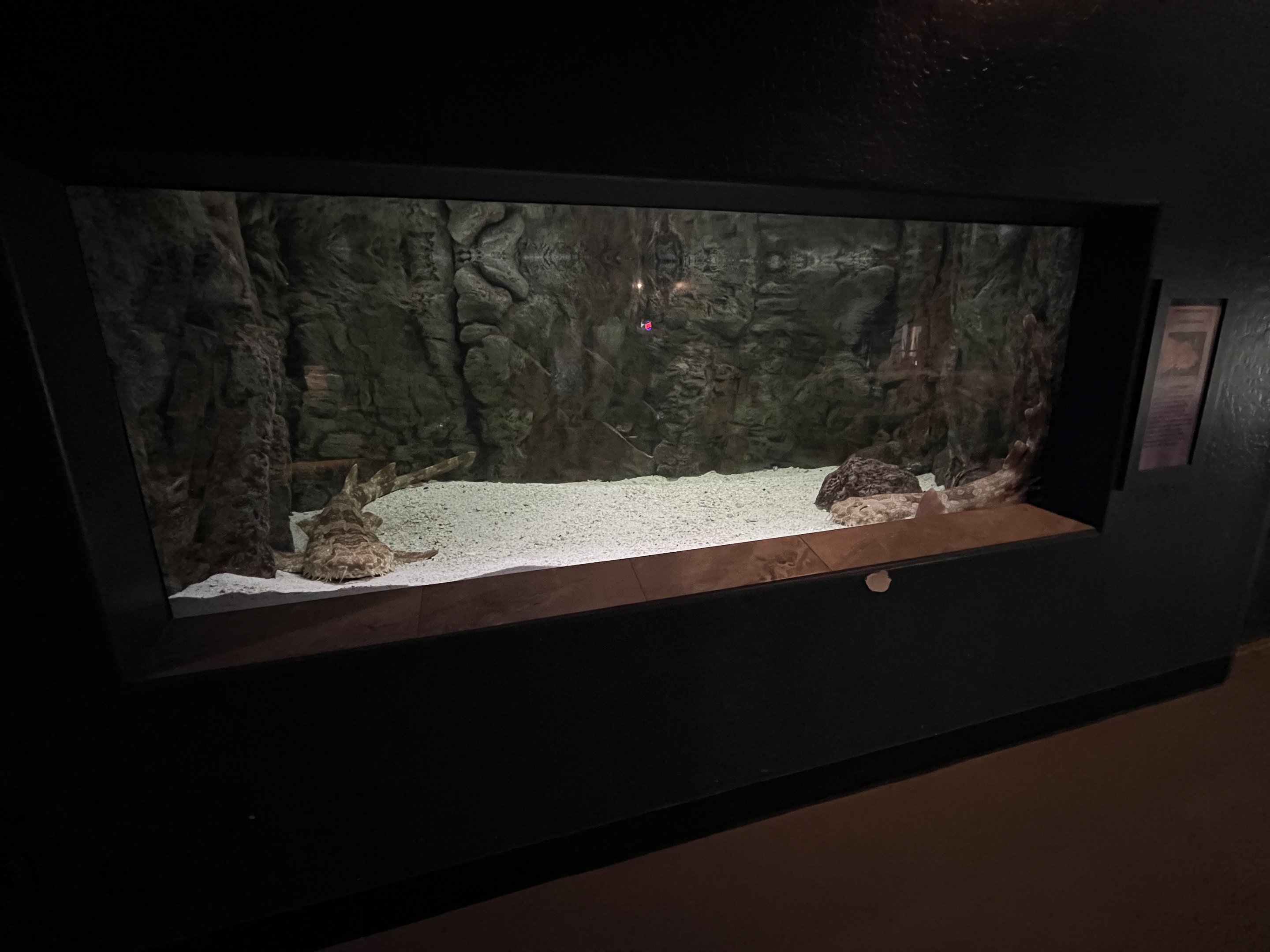 Predators Building - Wobbegong Exhibit