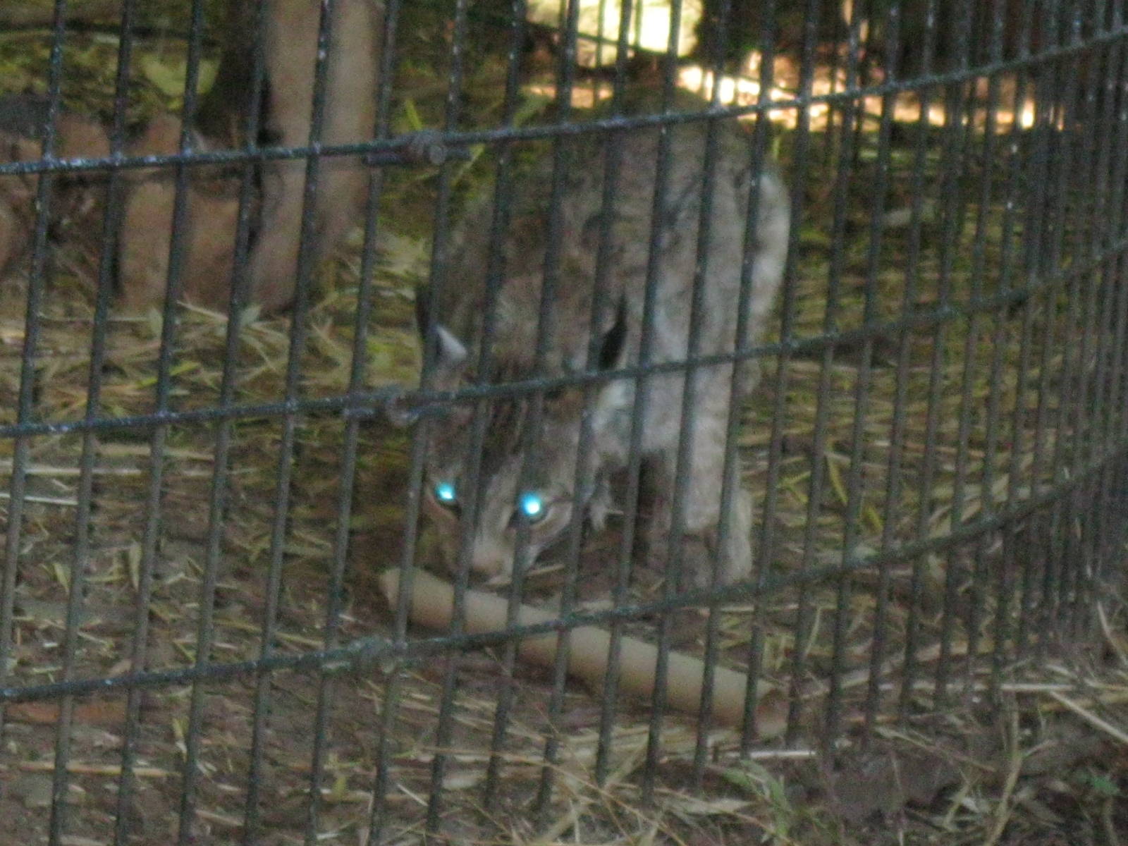 Predators- Canada Lynx Enrichment