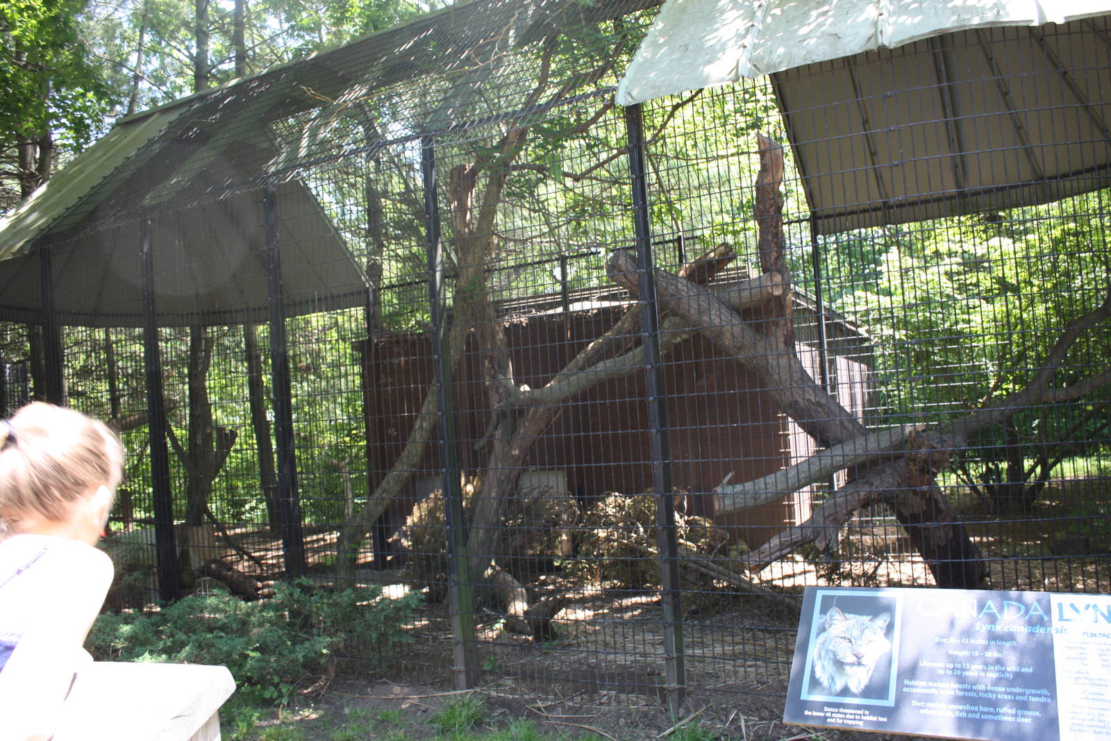 Predators- Canada Lynx Exhibit