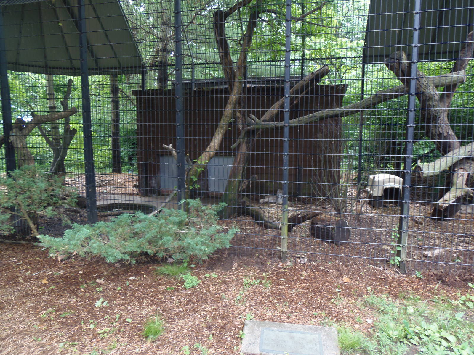 Predators- Canada Lynx Exhibit