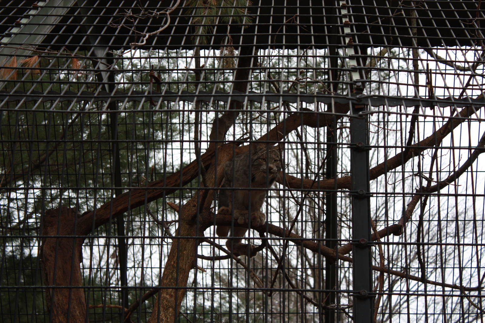 Predators- Canada Lynx In a Tree