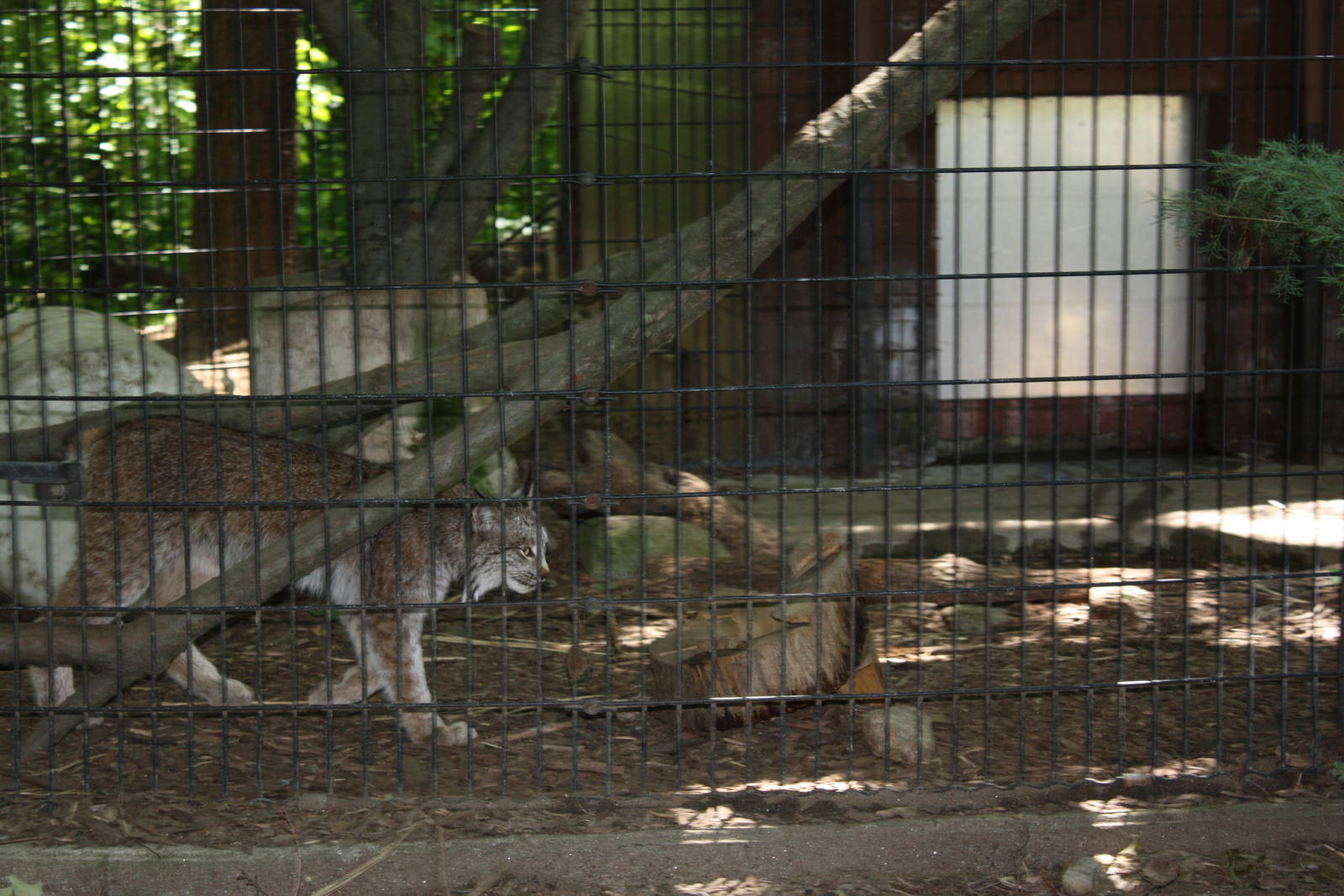 Predators- Canada Lynx