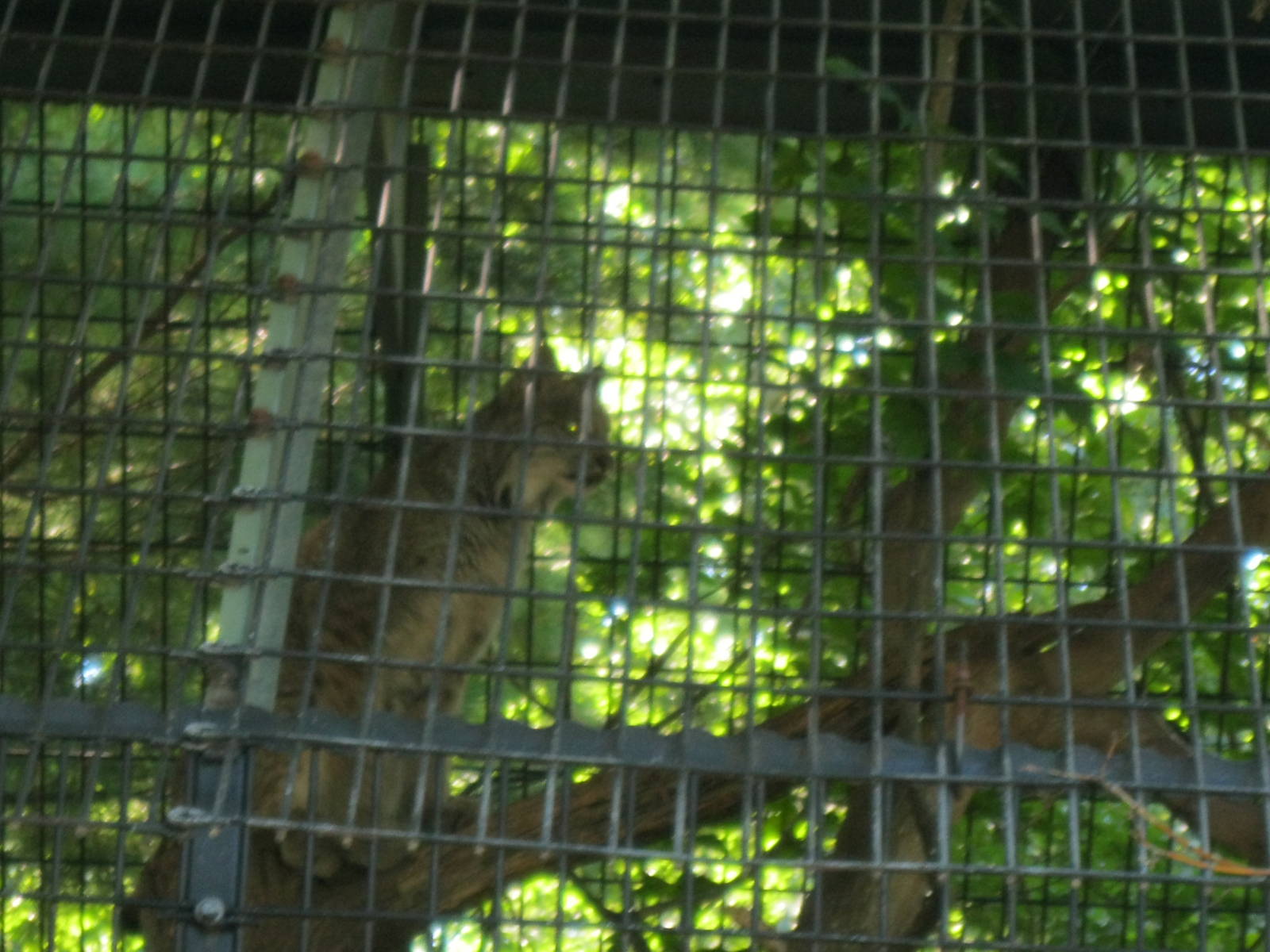 Predators- Canada Lynx
