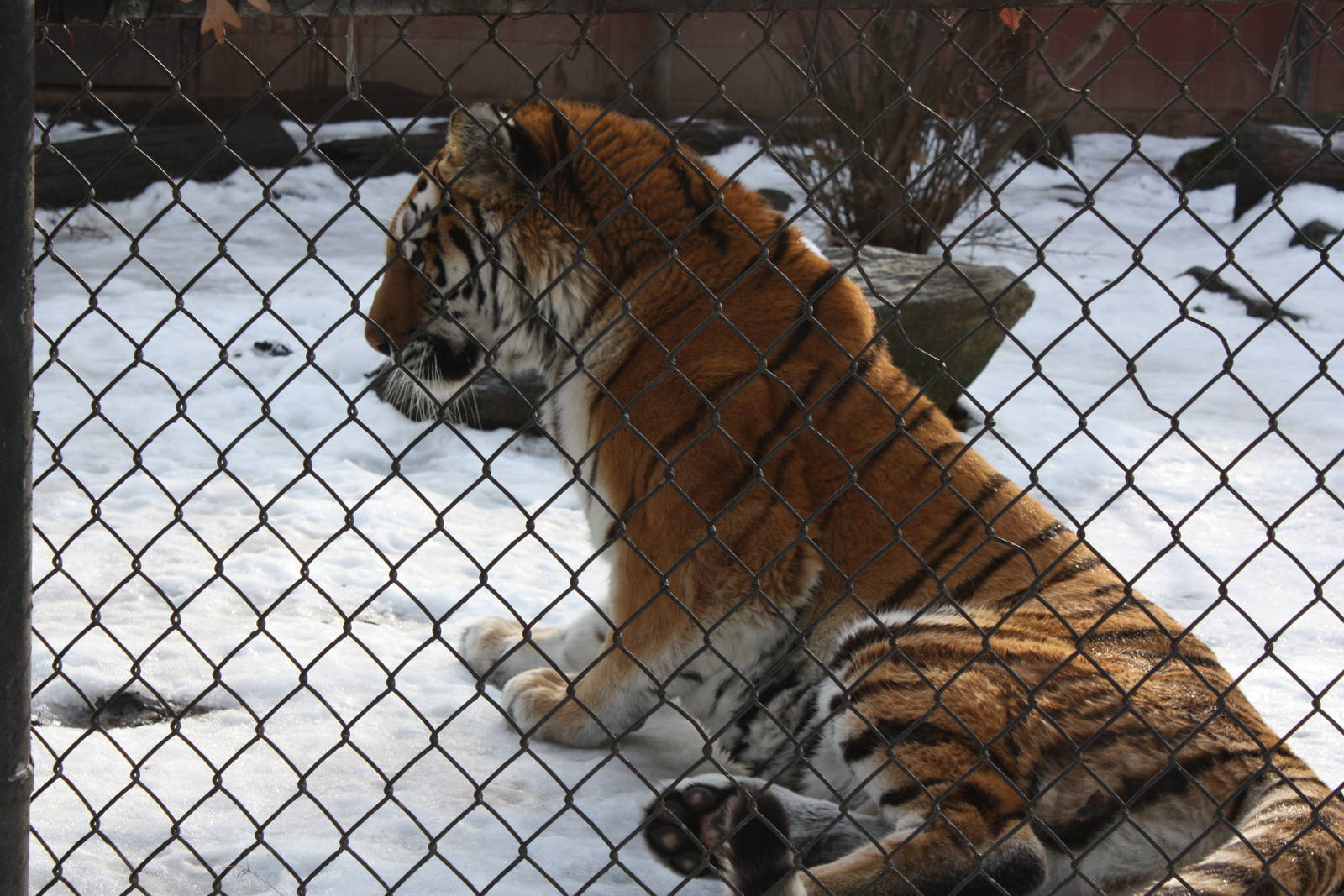 Predators- Female Tiger in the Snow
