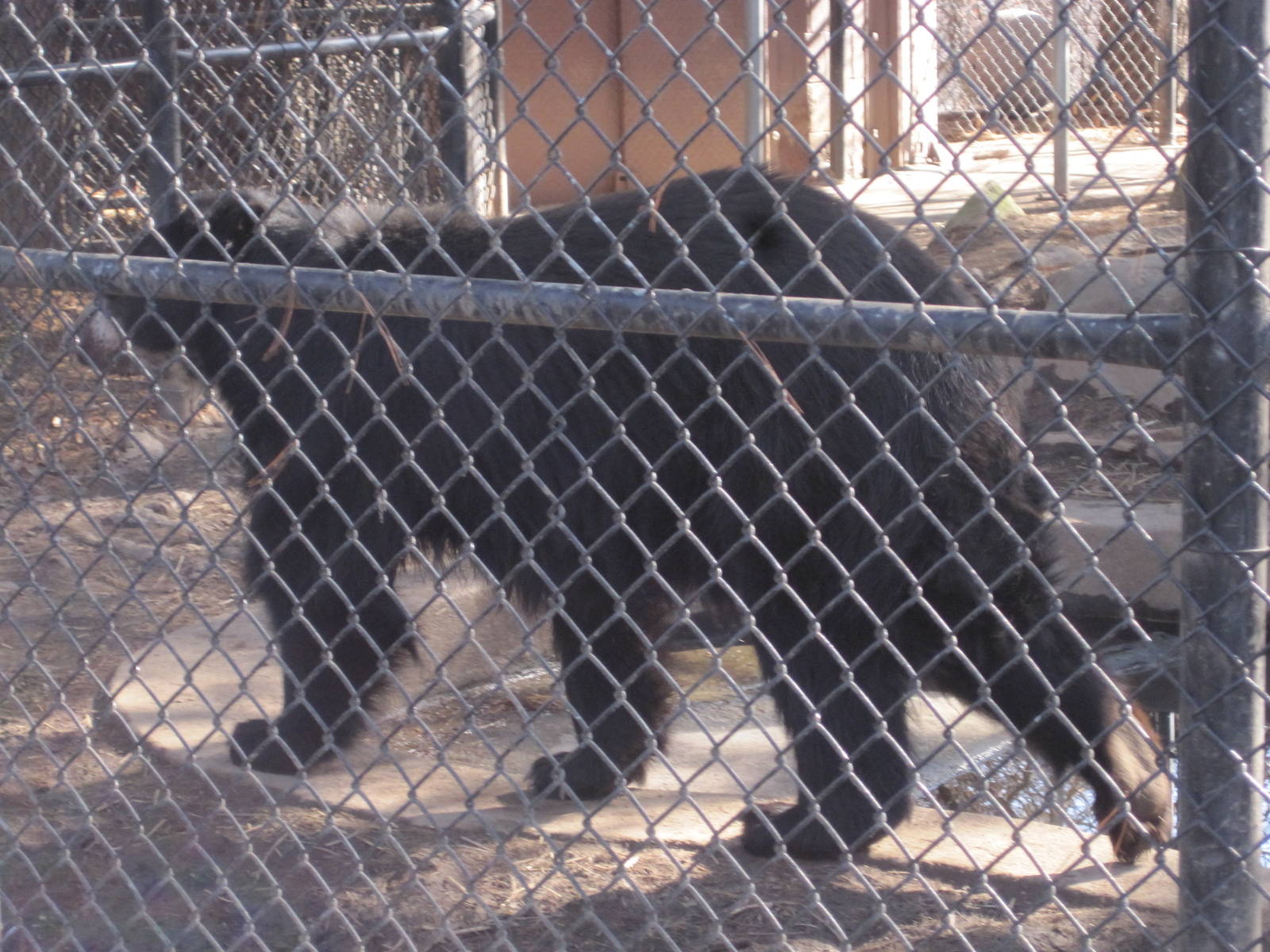Predators- Joaquin the Andean Bear