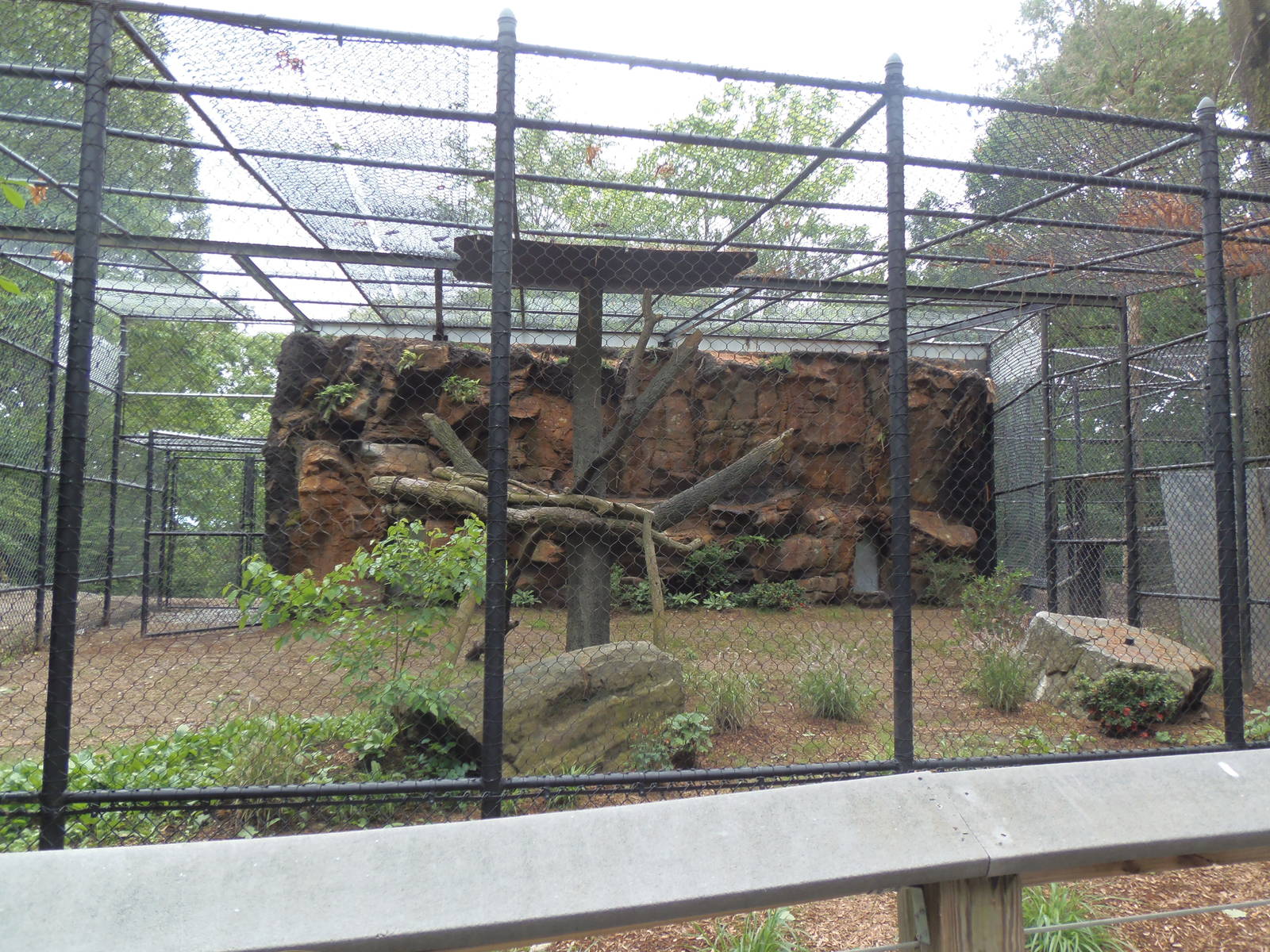 Predators- Leopard Exhibit Construction