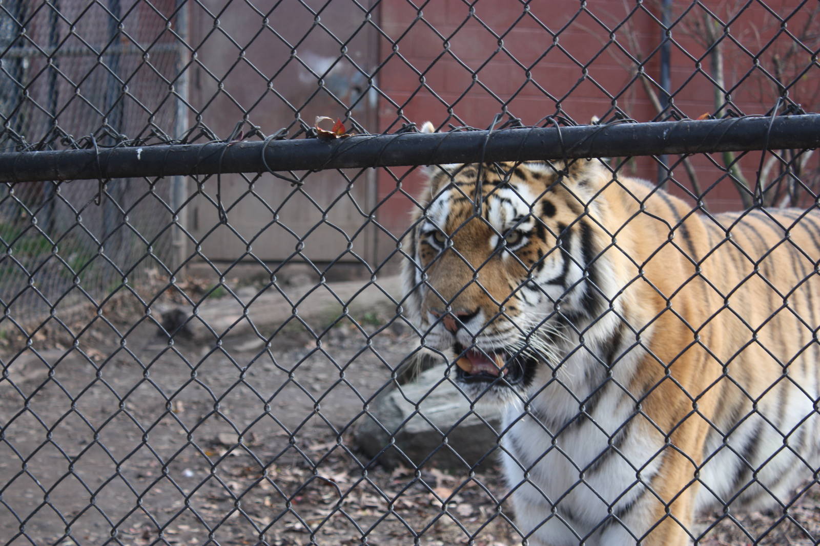 Predators- Majestic Viktor