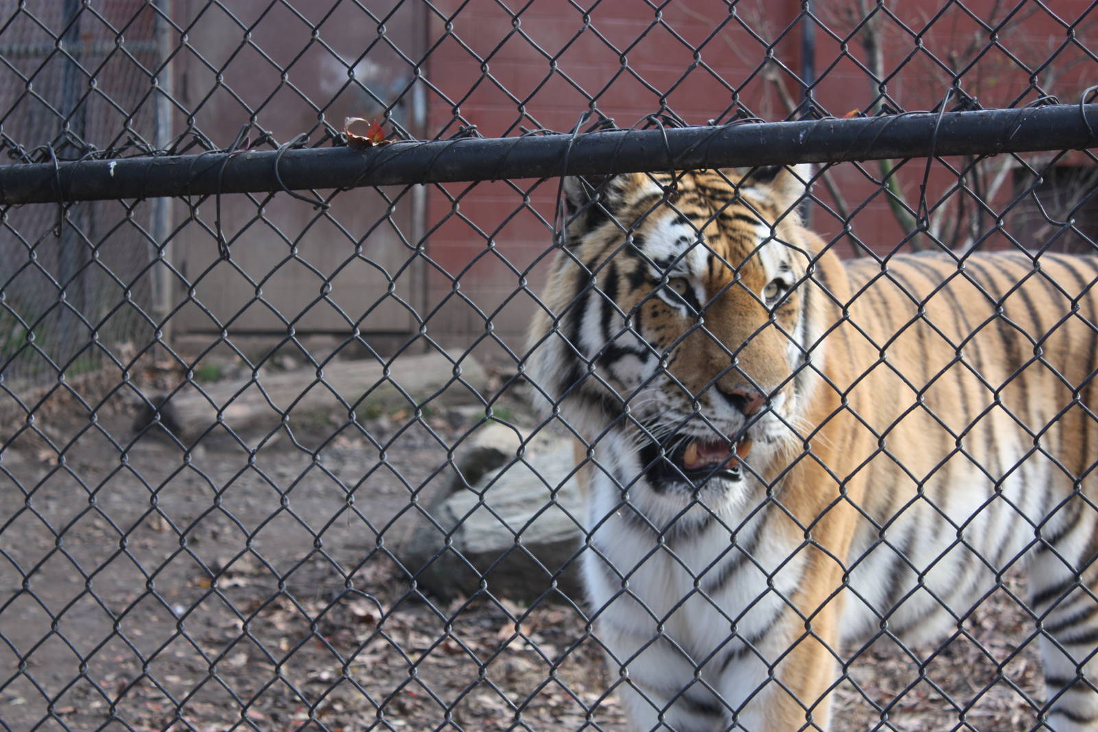 Predators- Majestic Viktor