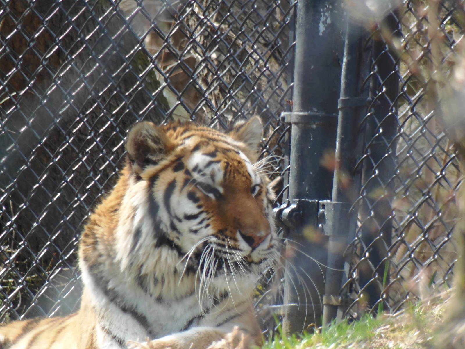 Predators- Naka Relaxes