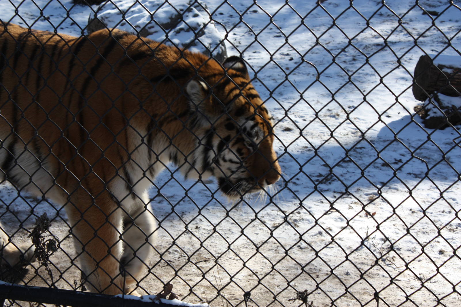 Predators- Naka the Tiger