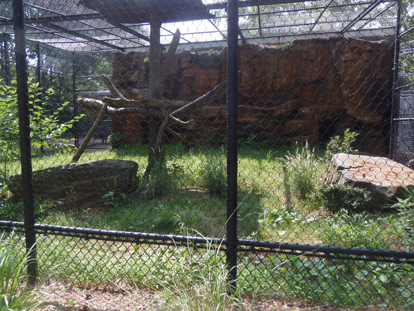 Predators- New Amur Leopard Exhibit