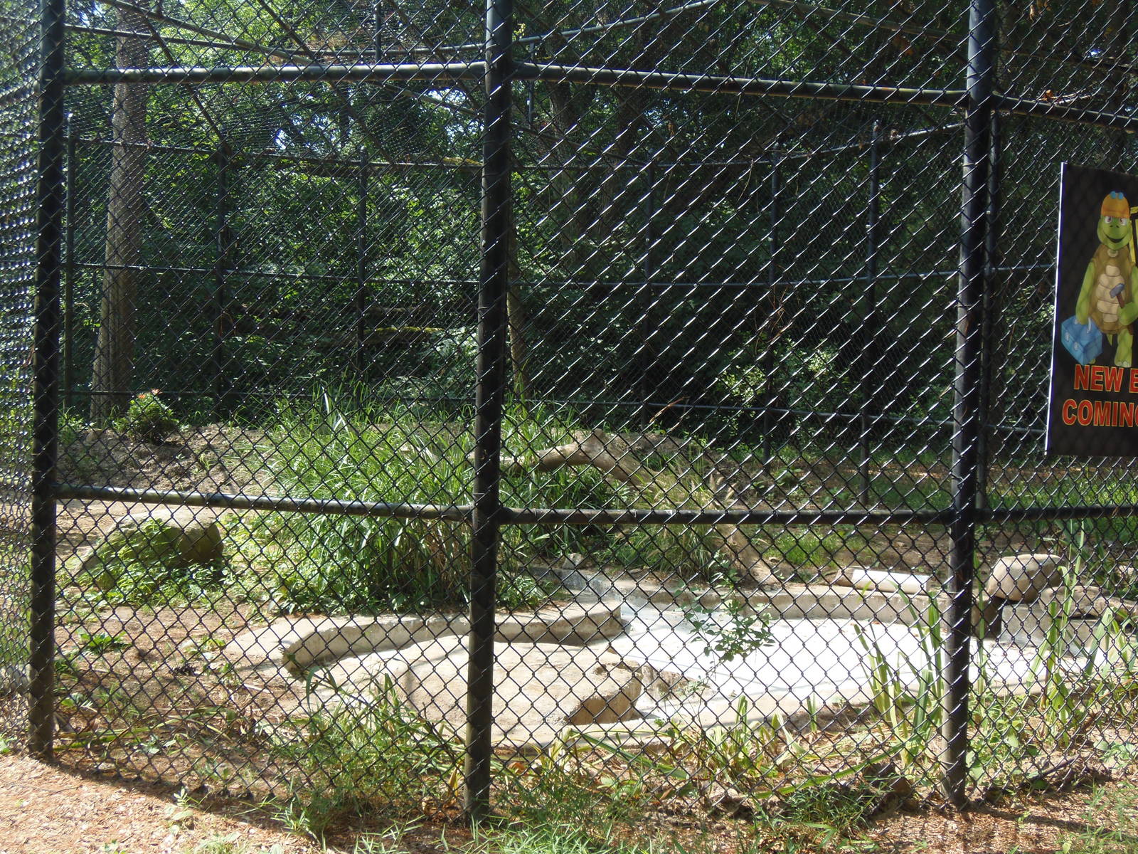 Predators- New Amur Leopard Exhibit