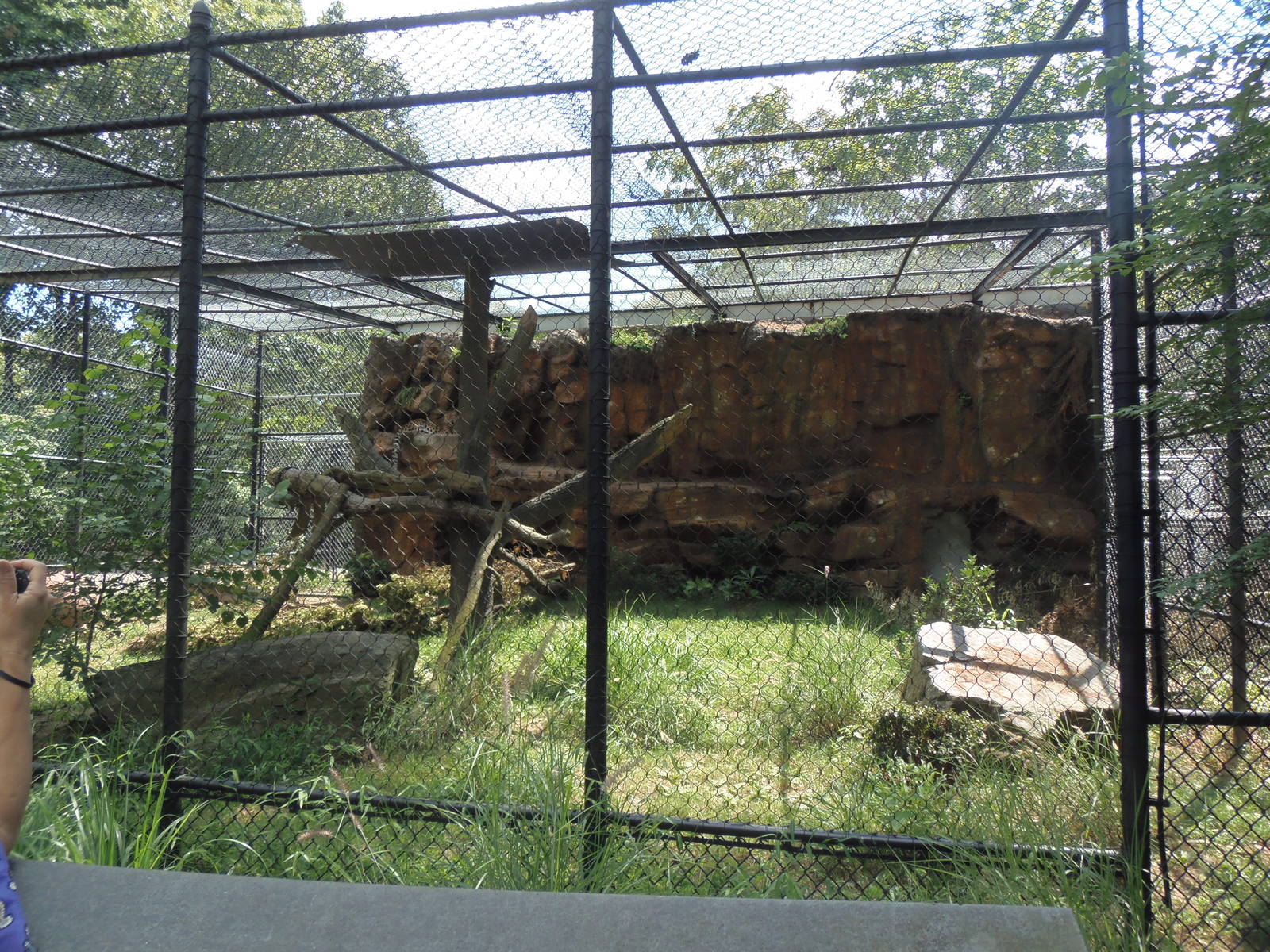 Predators- New Amur Leopard Exhibit