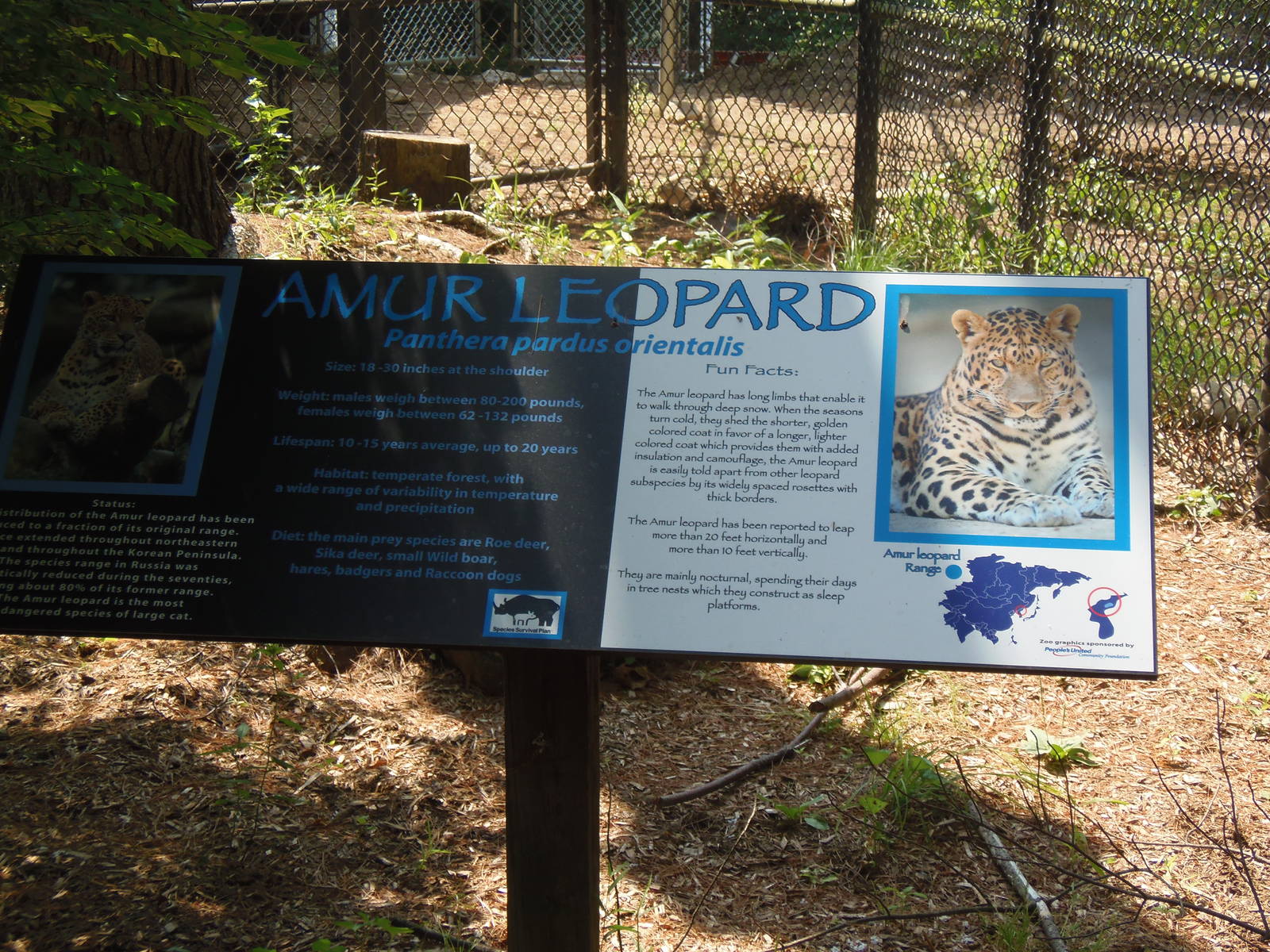 Predators- New Amur Leopard Signage