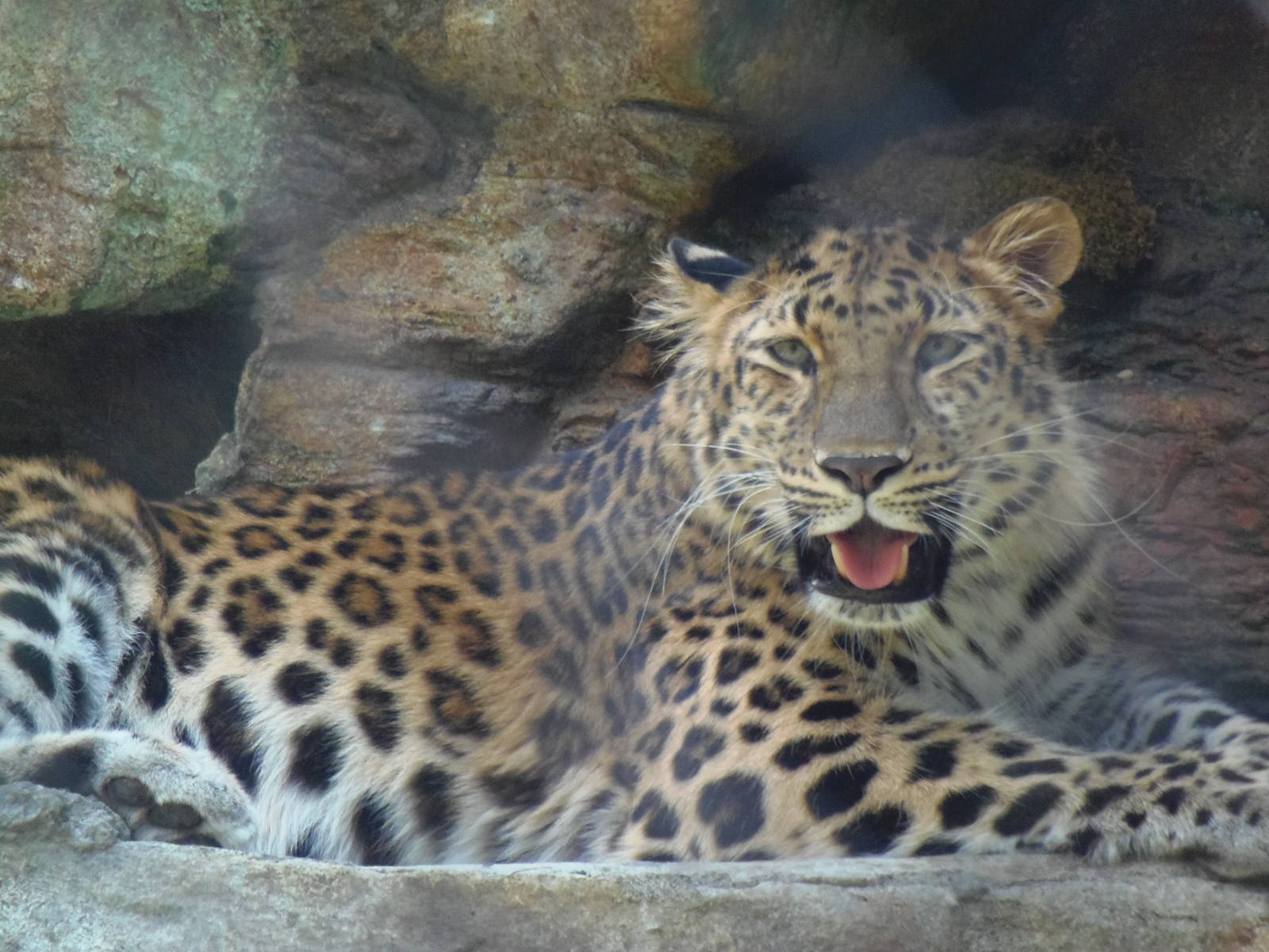 Predators- New Amur Leopard