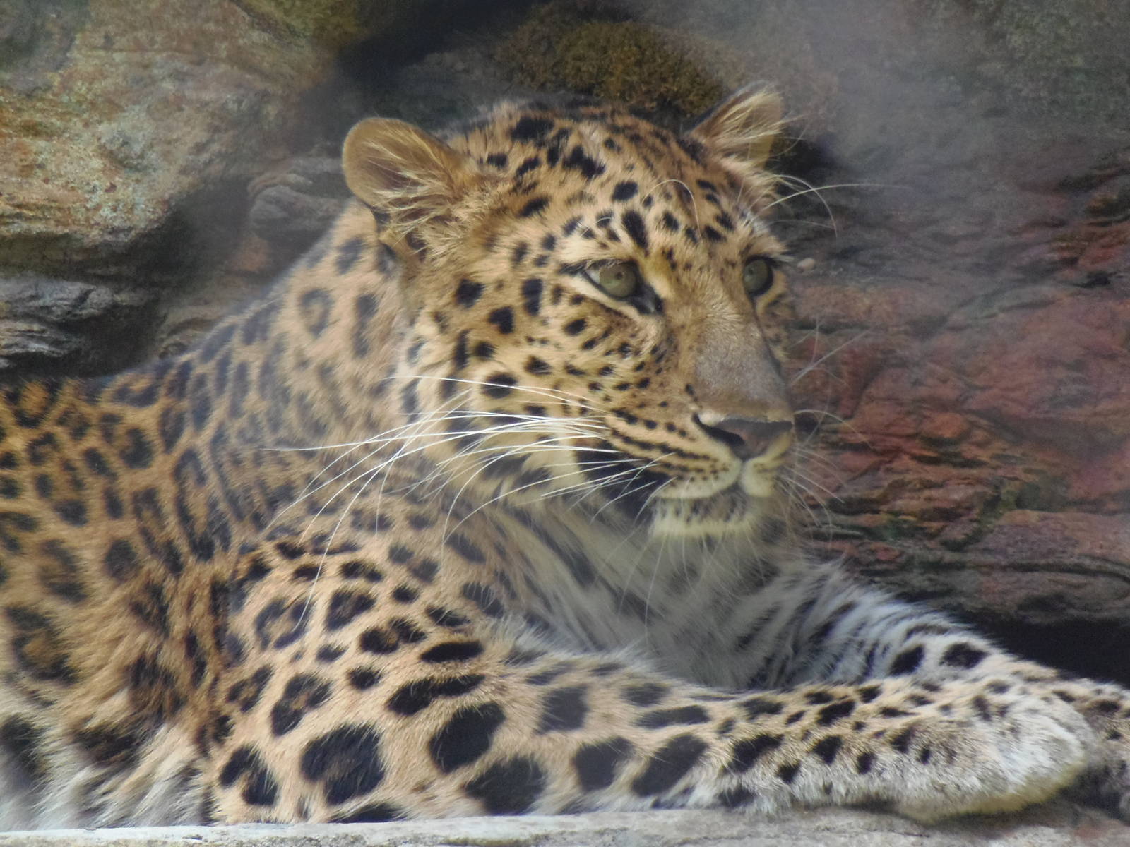 Predators- New Amur Leopard