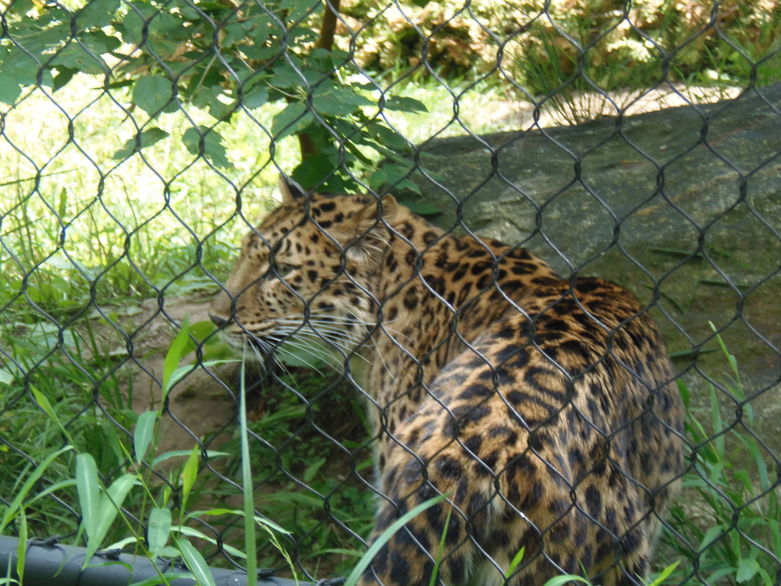 Predators- New Amur Leopard