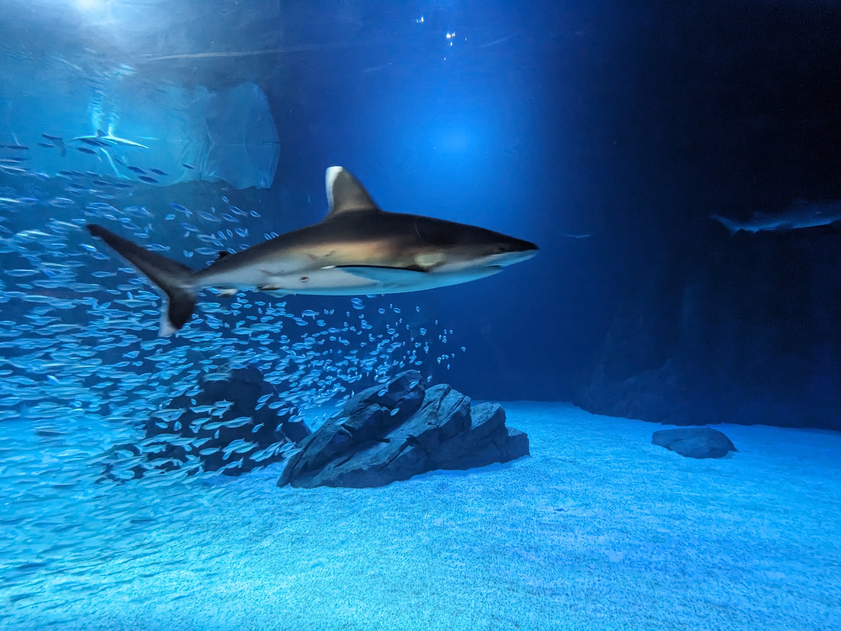 Predators of the Deep - Silvertip shark