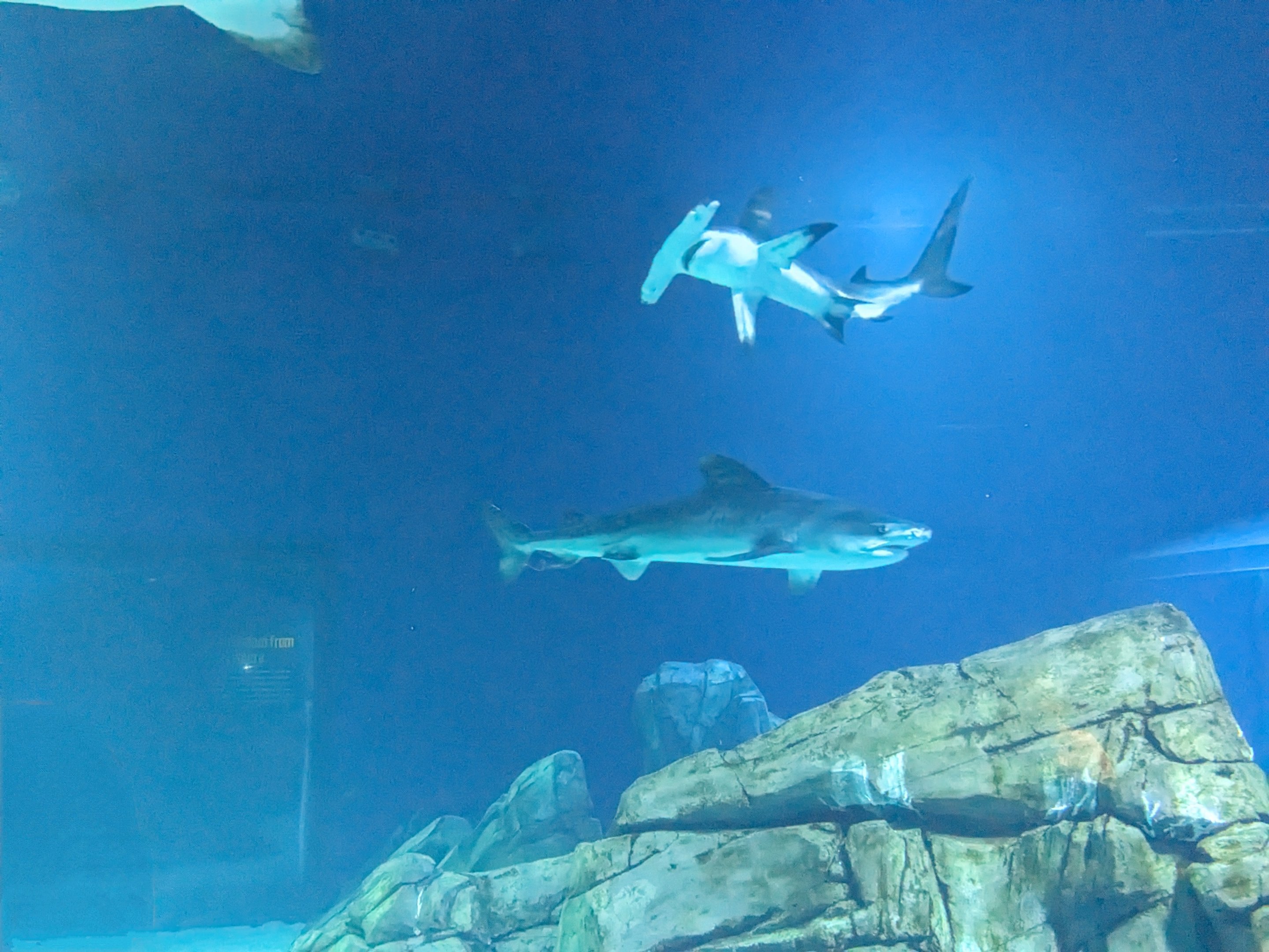 Predators of the Deep -  Tiger shark and great hammerhead