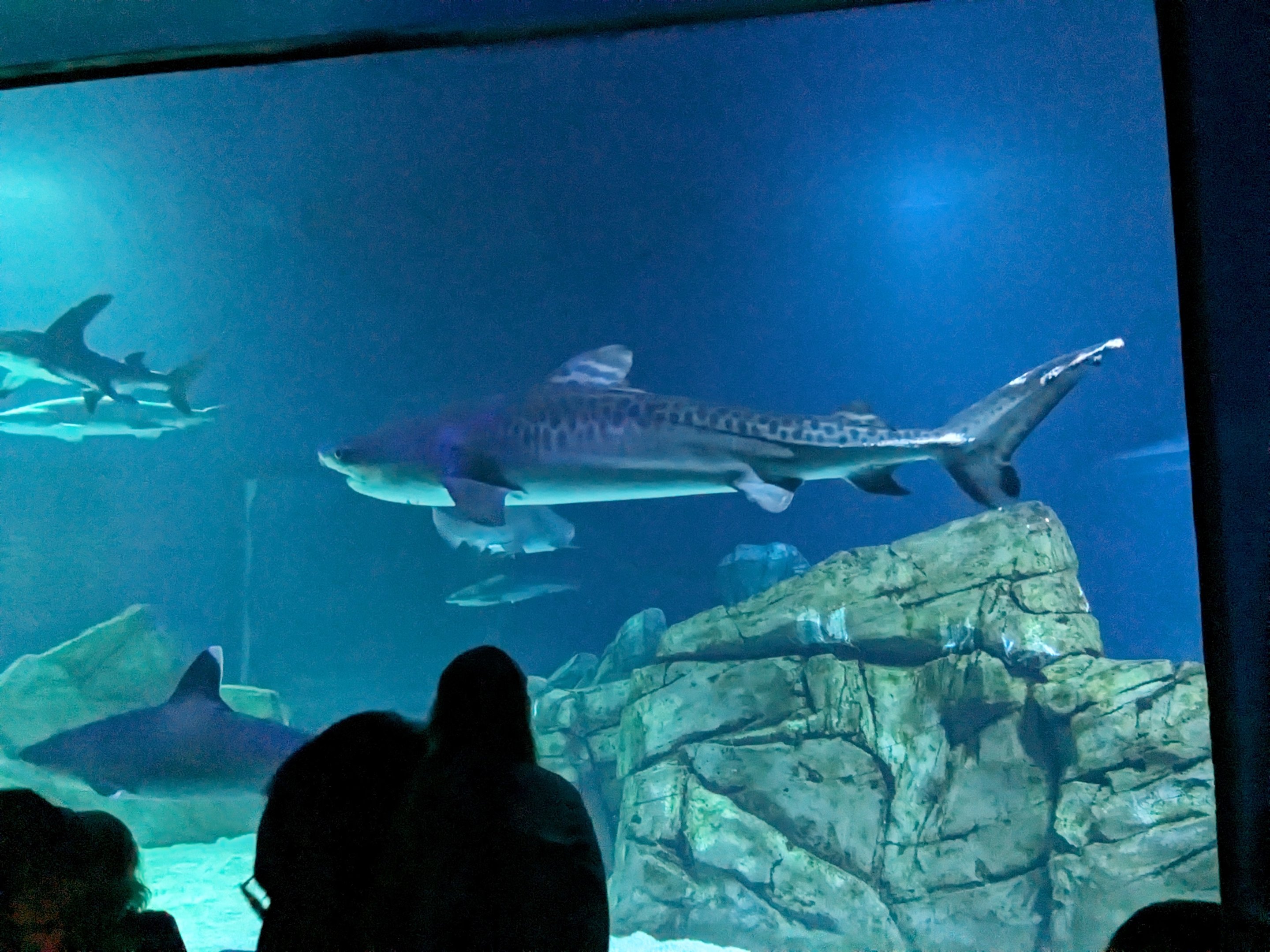 Predators of the Deep - Tiger shark