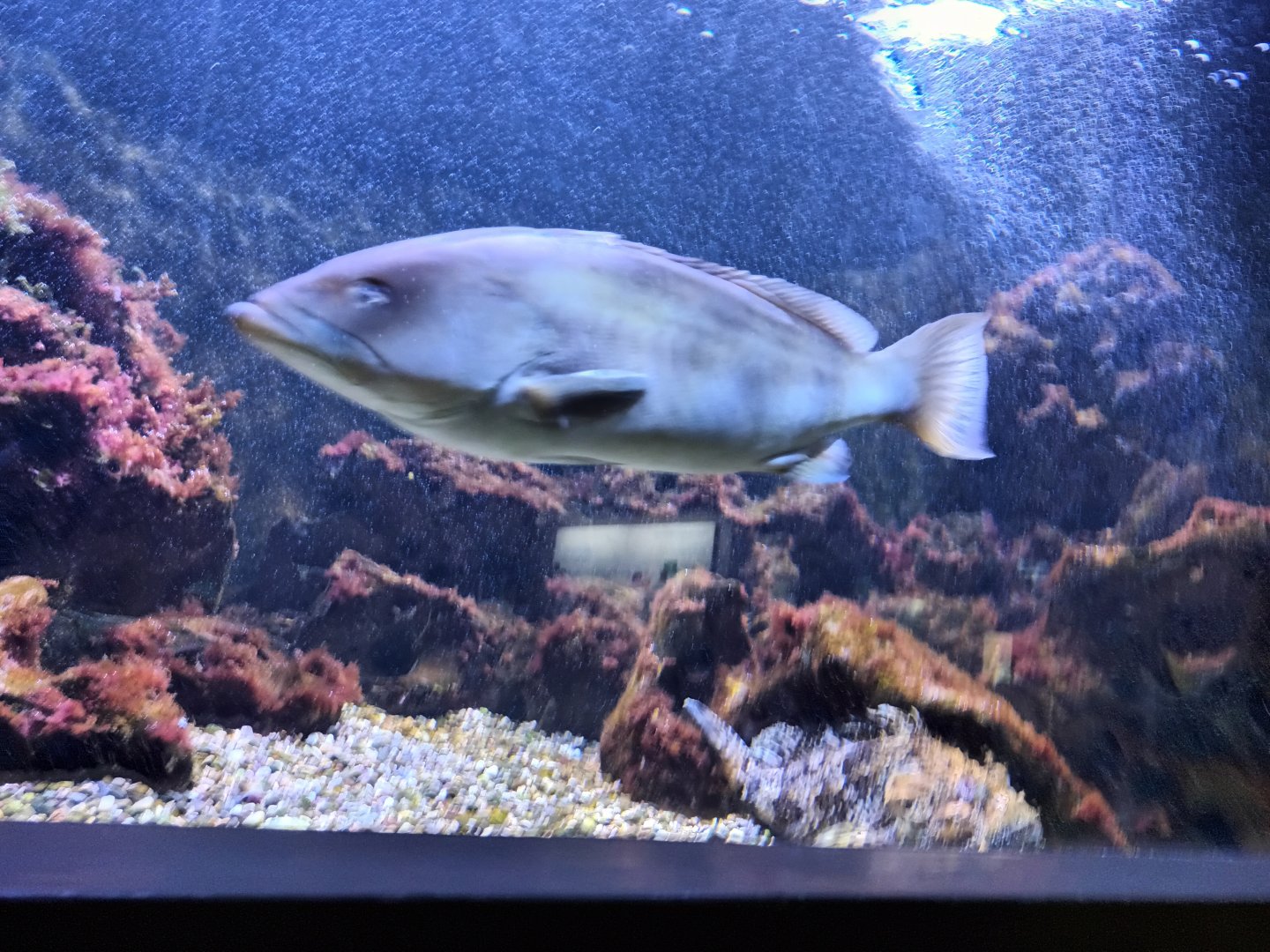 Predators of the Mediterrrenean Tank