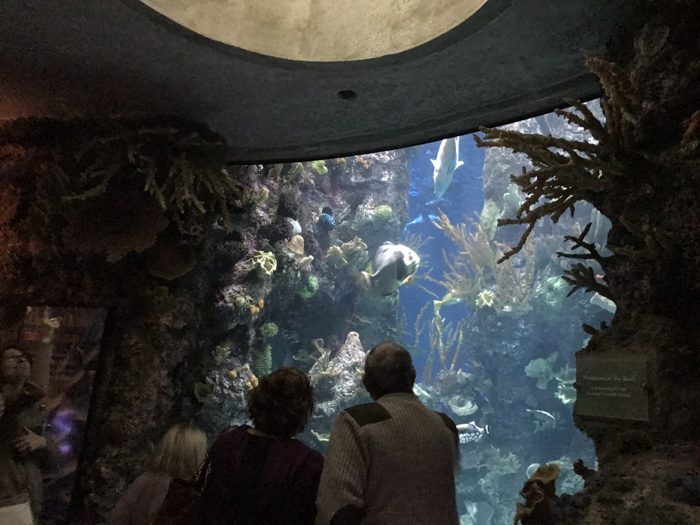 Predators of the Reef