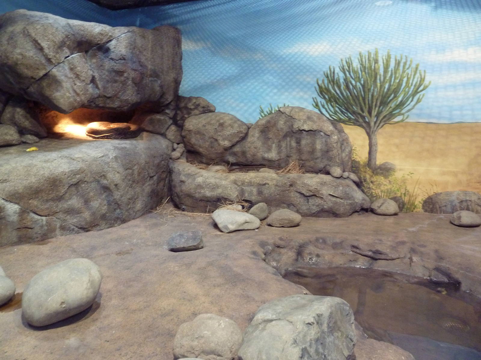 Predators Of The Serengeti - African Rock Python Exhibit