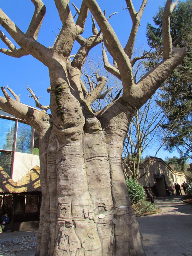 Predators of the Serengeti - Baobab Tree