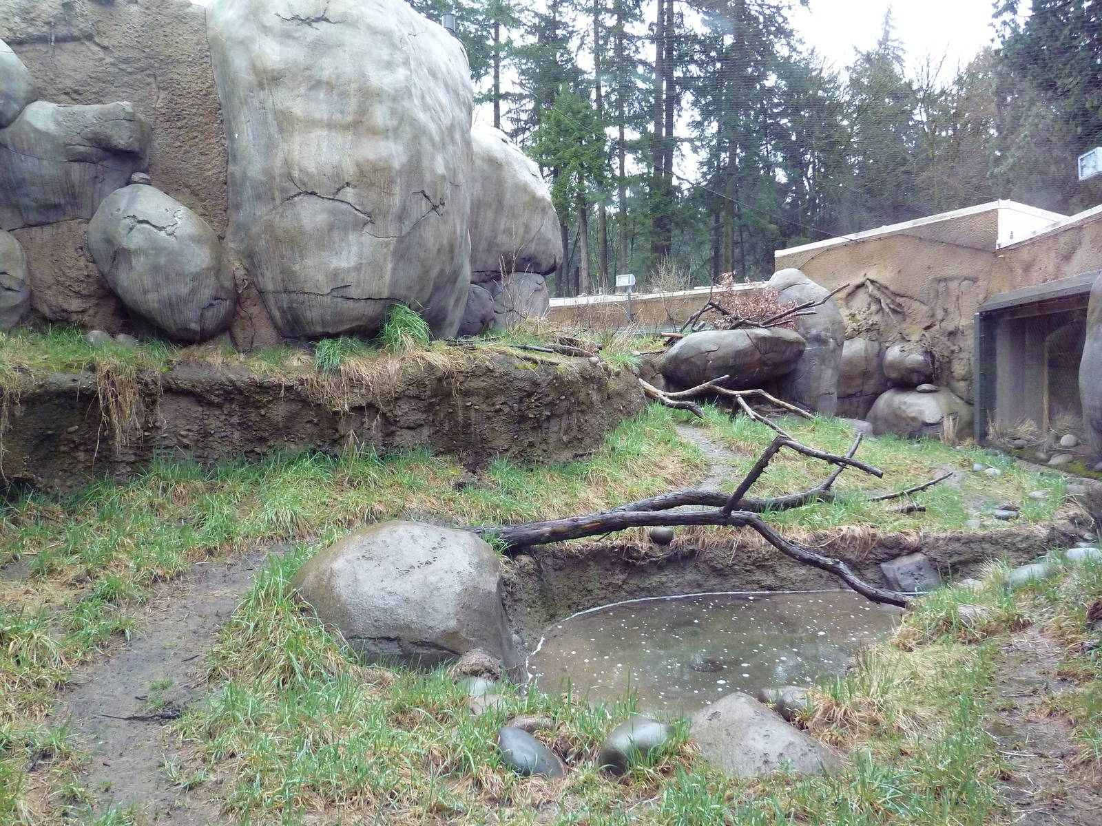 Predators Of The Serengeti - Caracal Exhibit