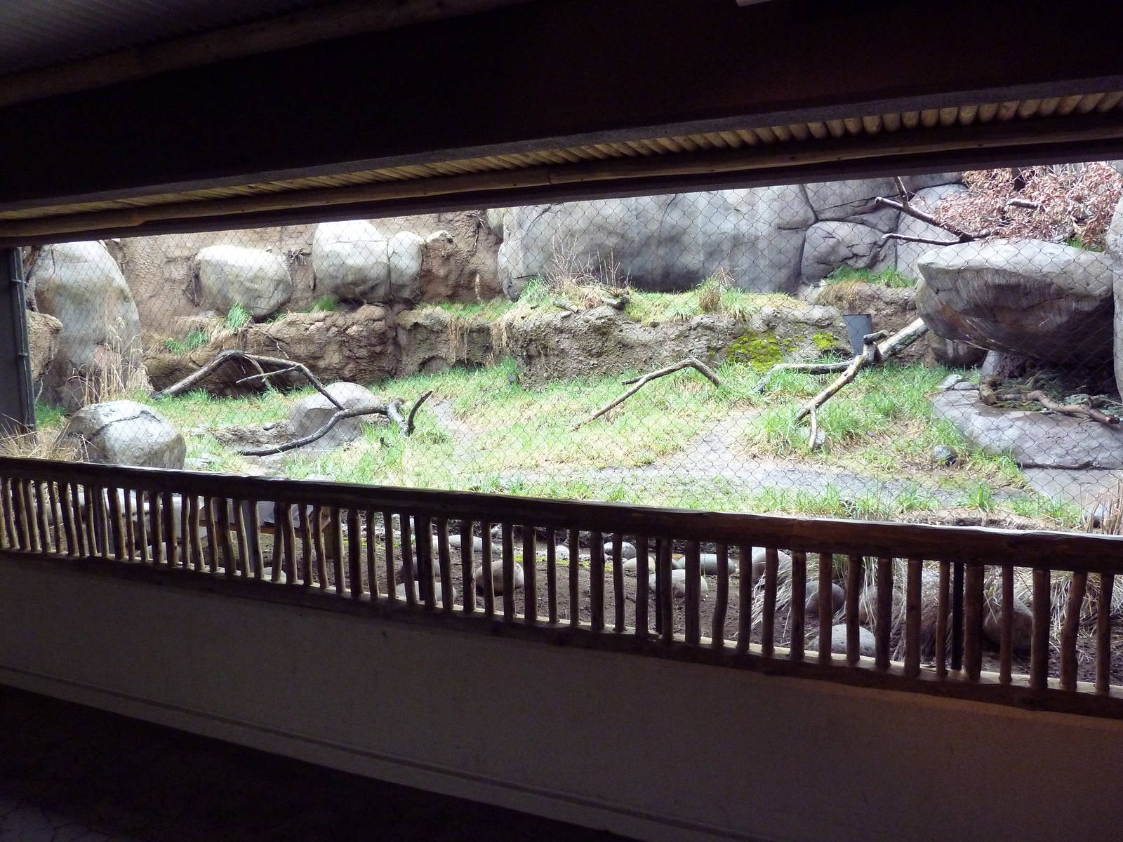 Predators Of The Serengeti - Caracal Exhibit