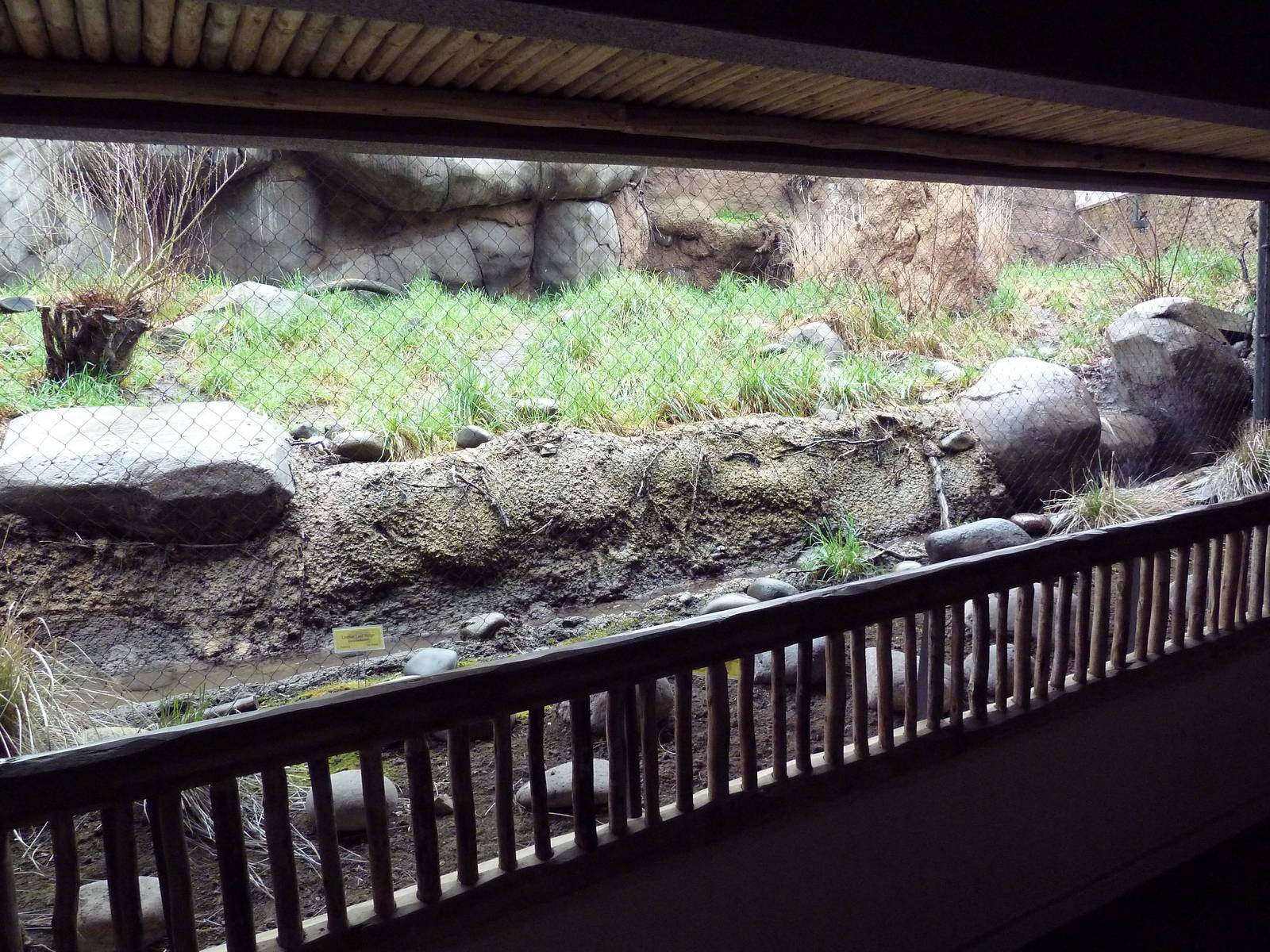 Predators Of The Serengeti - Caracal Exhibit