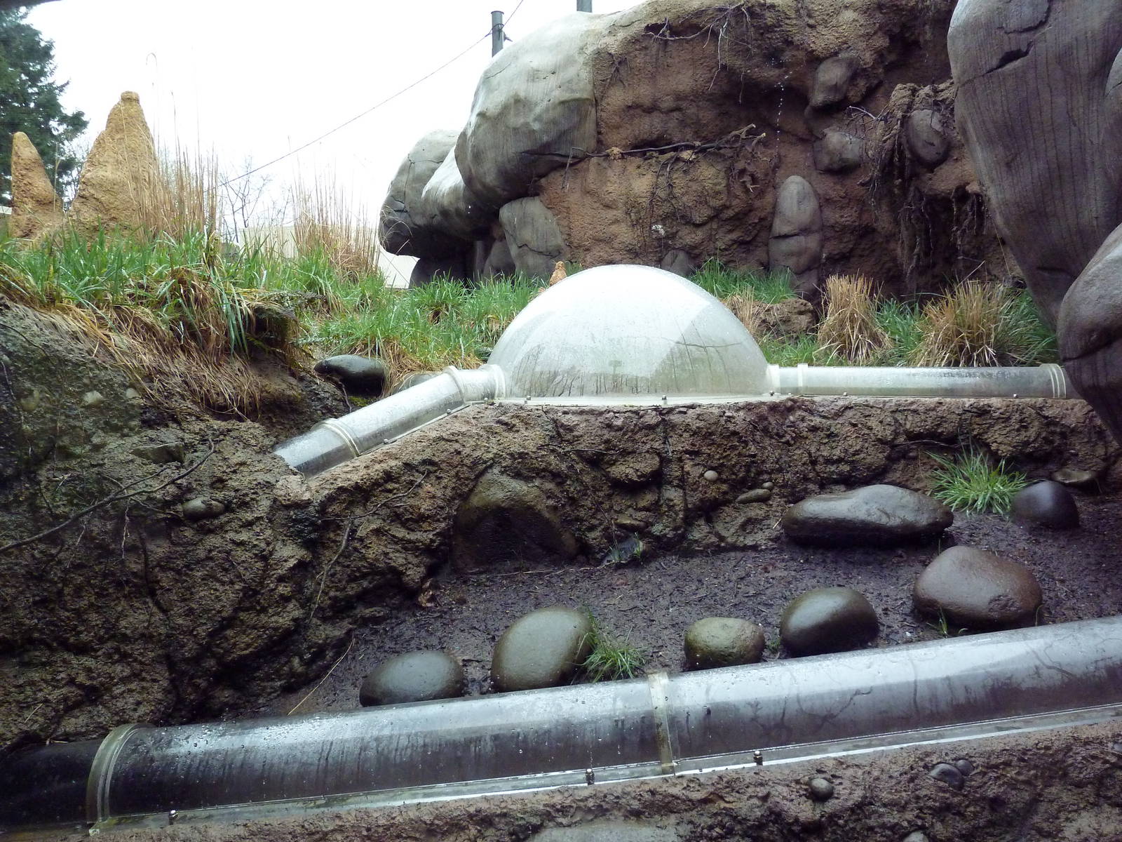 Predators Of The Serengeti - Caracal Exhibit