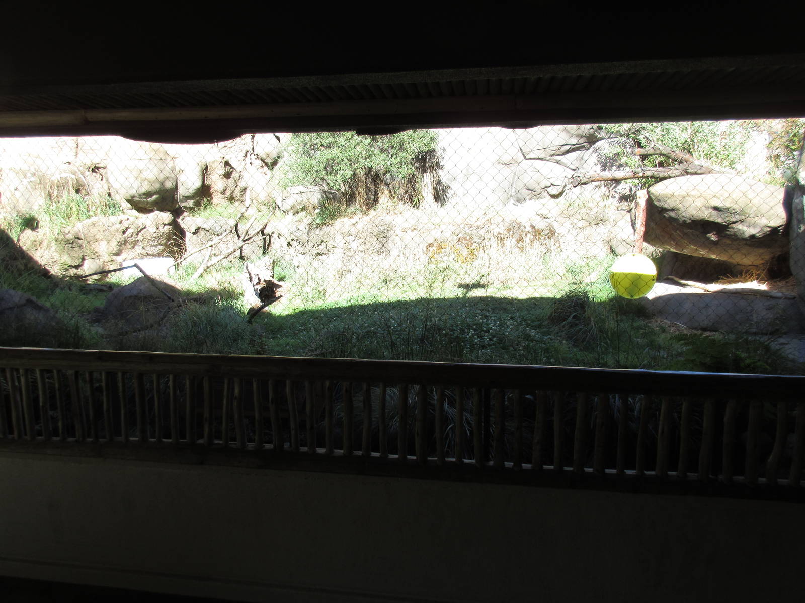 Predators of the Serengeti - Caracal Exhibit