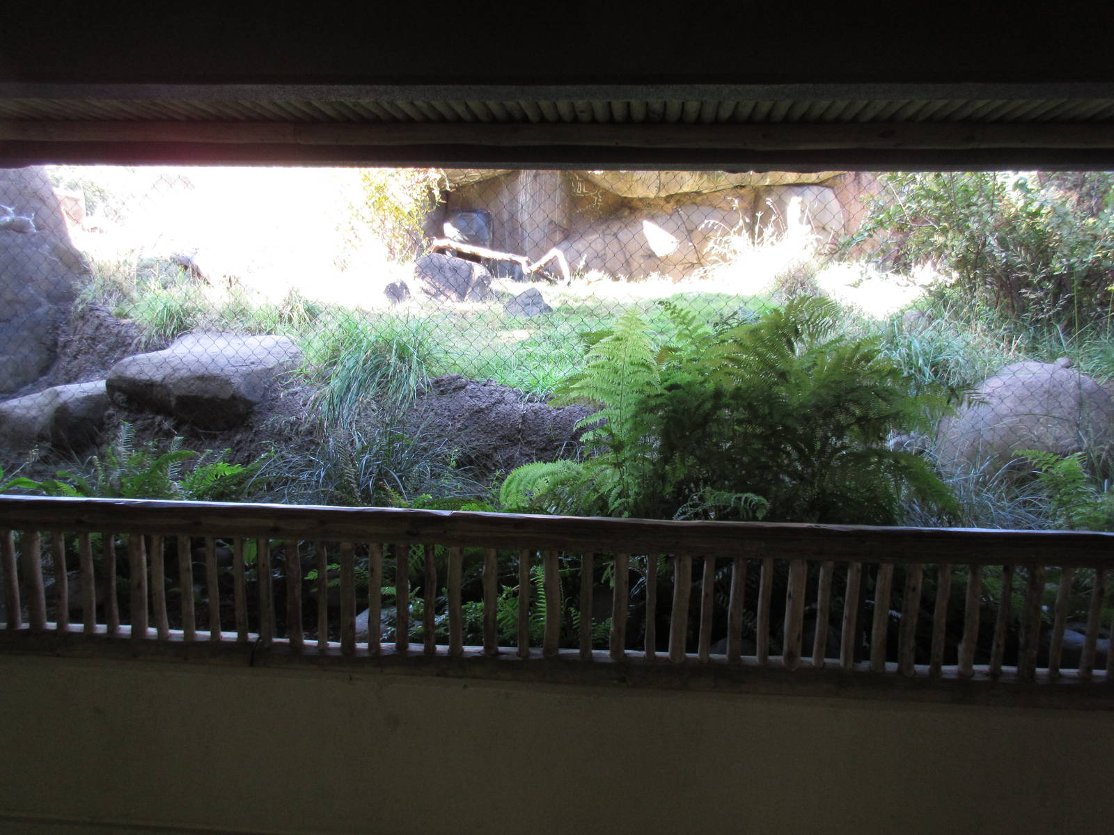 Predators of the Serengeti - Caracal Exhibit