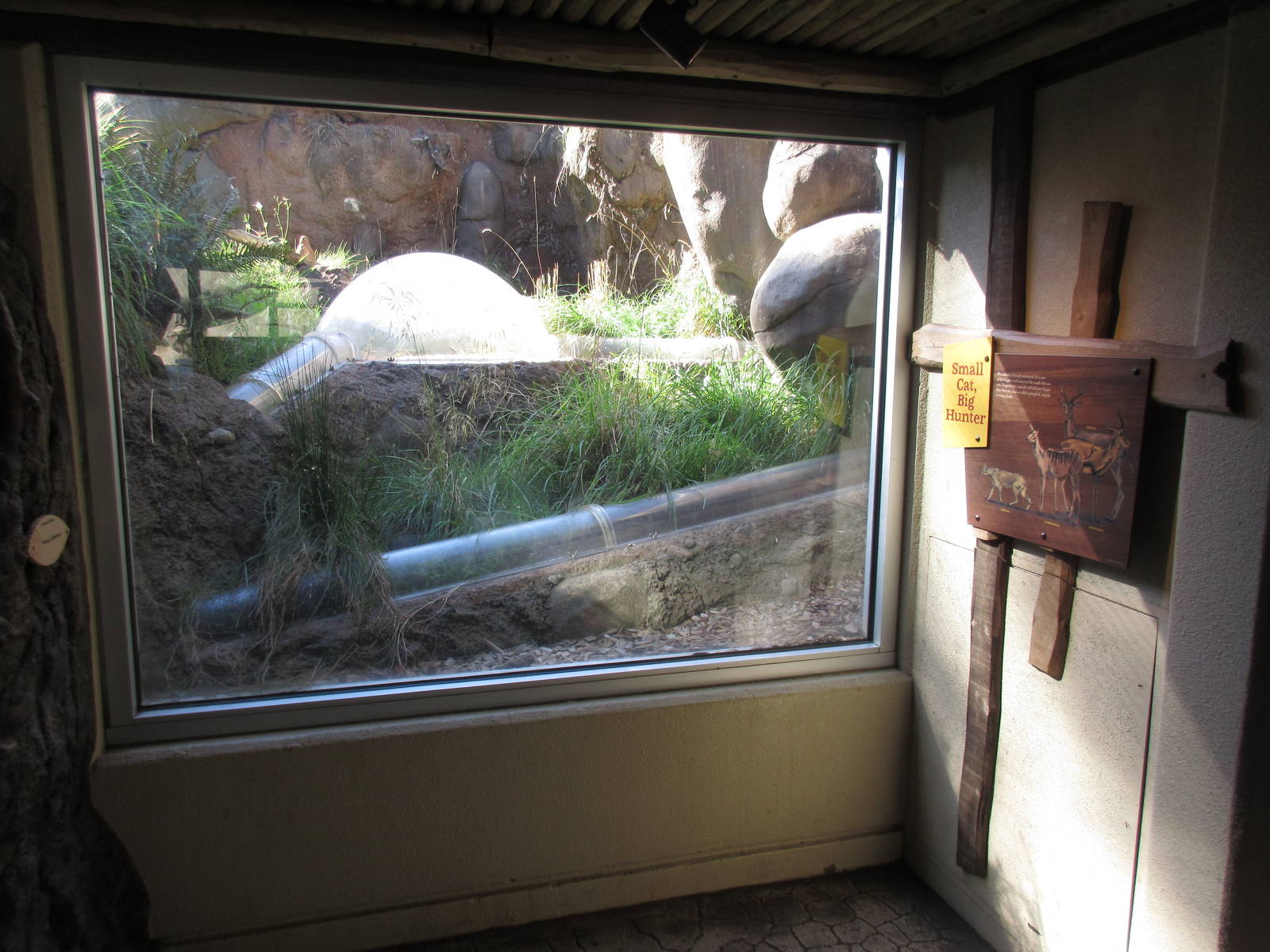 Predators of the Serengeti - Caracal Exhibit