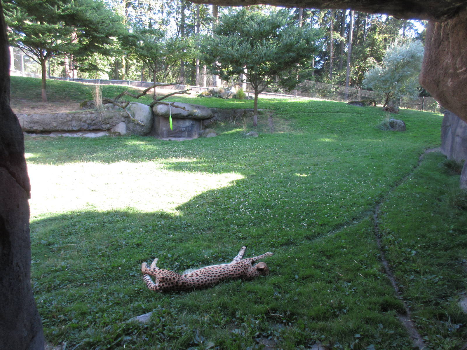 Predators of the Serengeti - Cheetah Exhibit