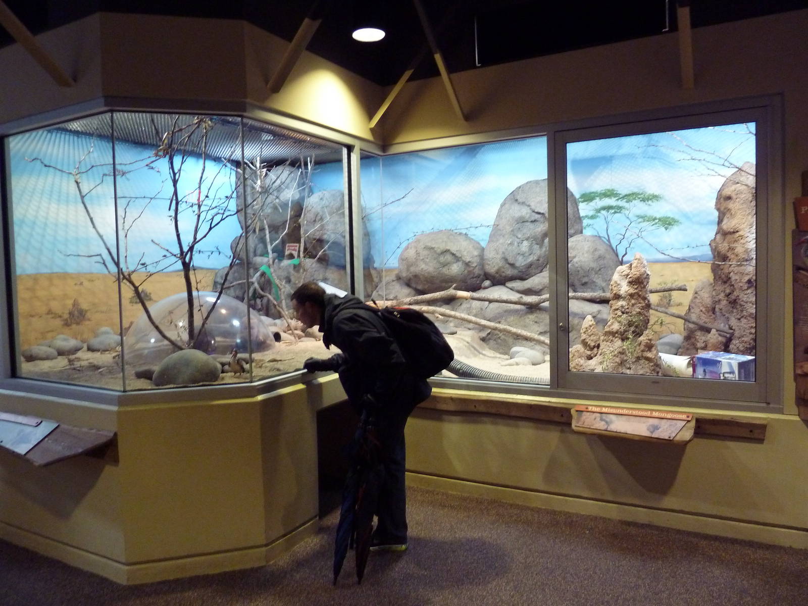 Predators Of The Serengeti - Dwarf Mongoose/Hornbill Exhibit