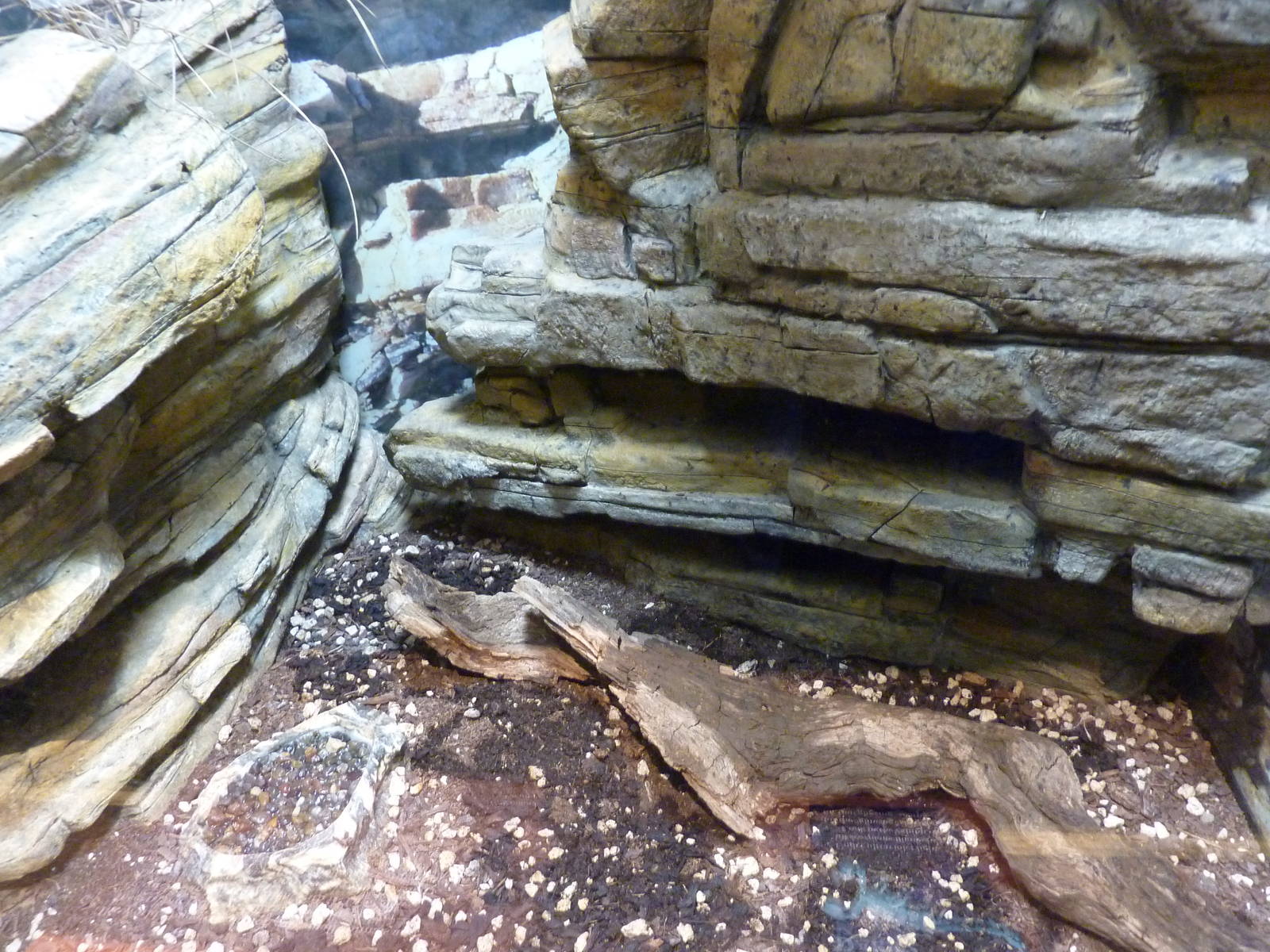 Predators of the Serengeti - Emperor Scorpion