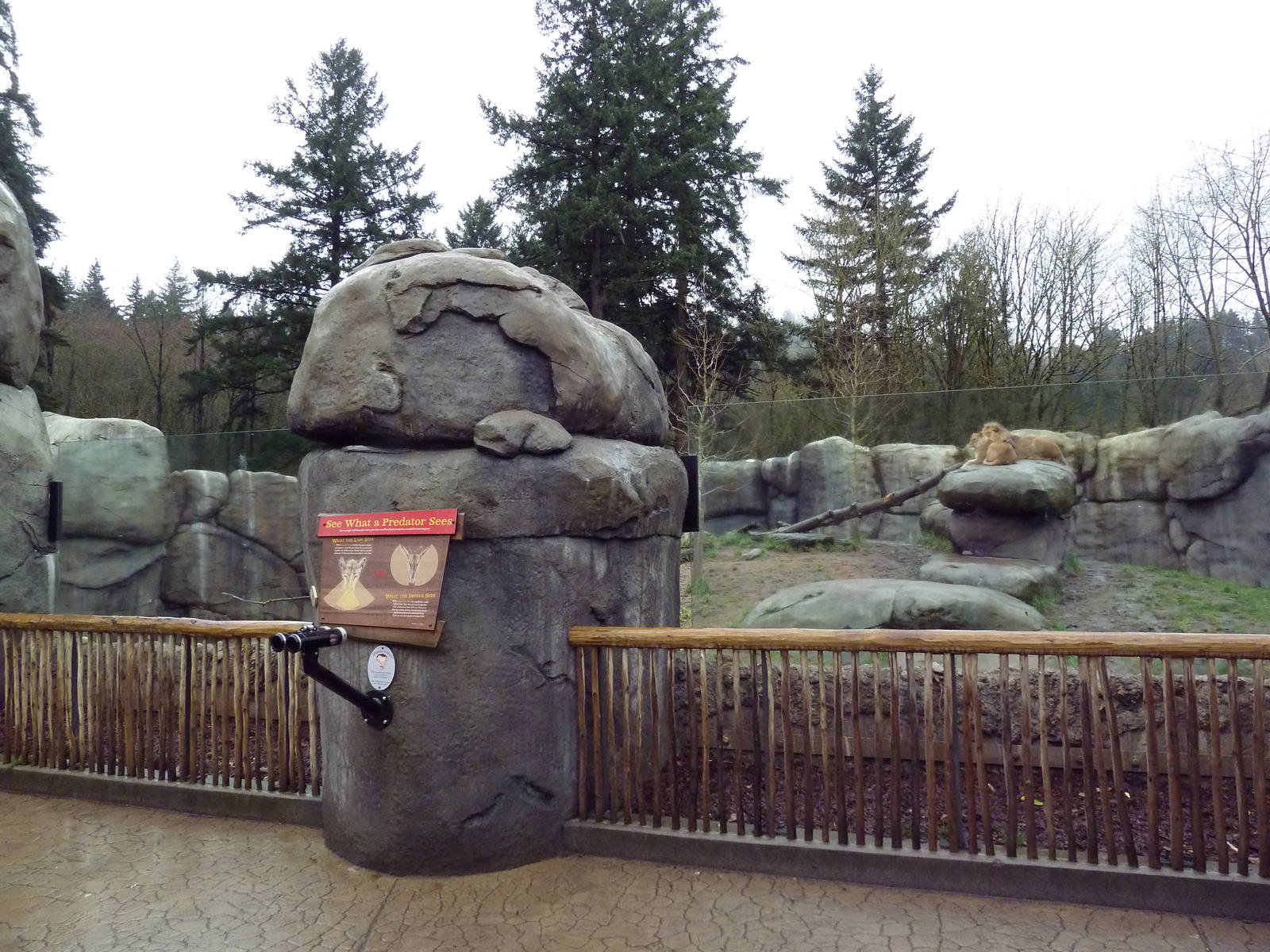 Predators Of The Serengeti - Lion Exhibit