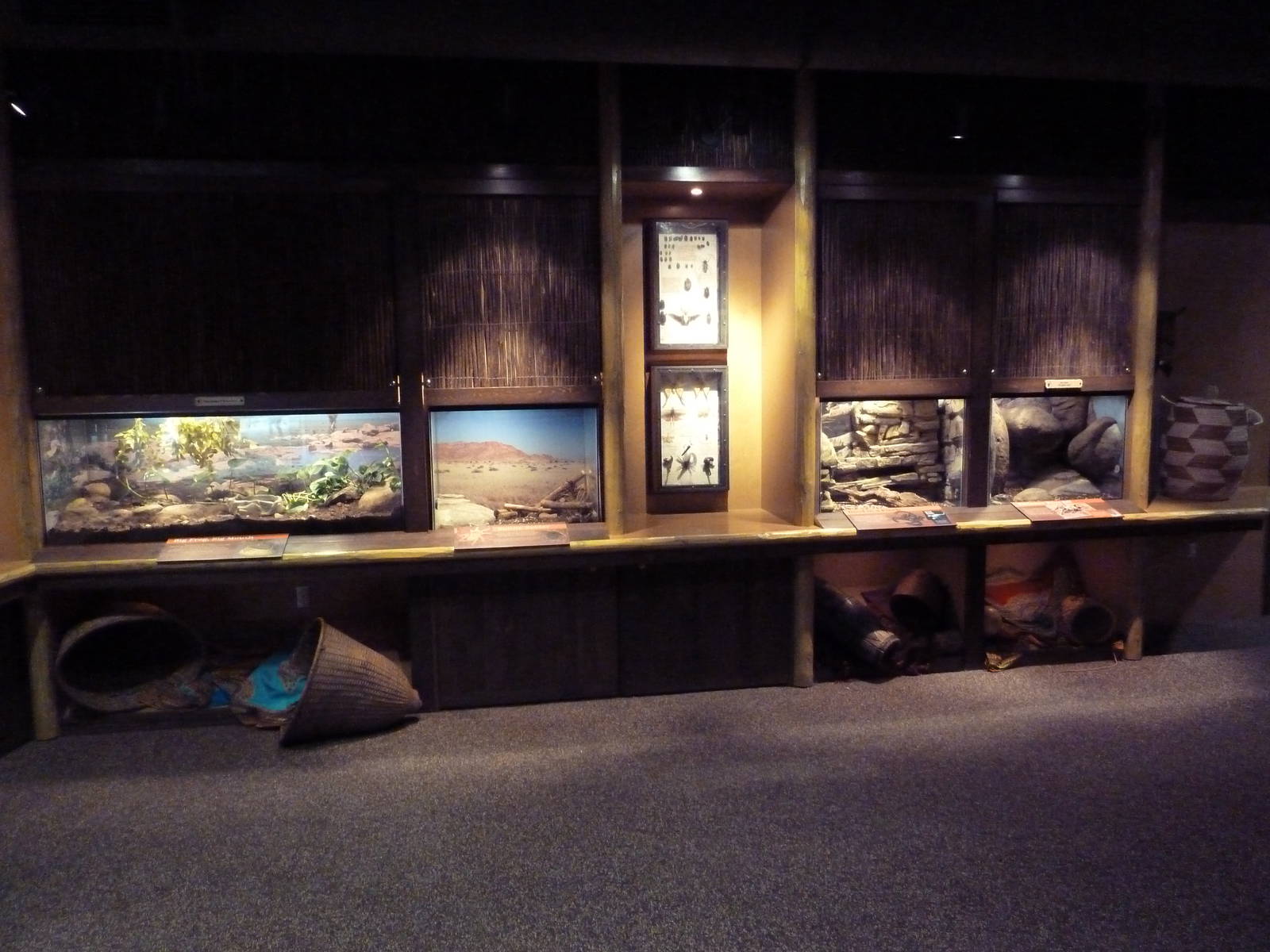 Predators Of The Serengeti - Terrariums